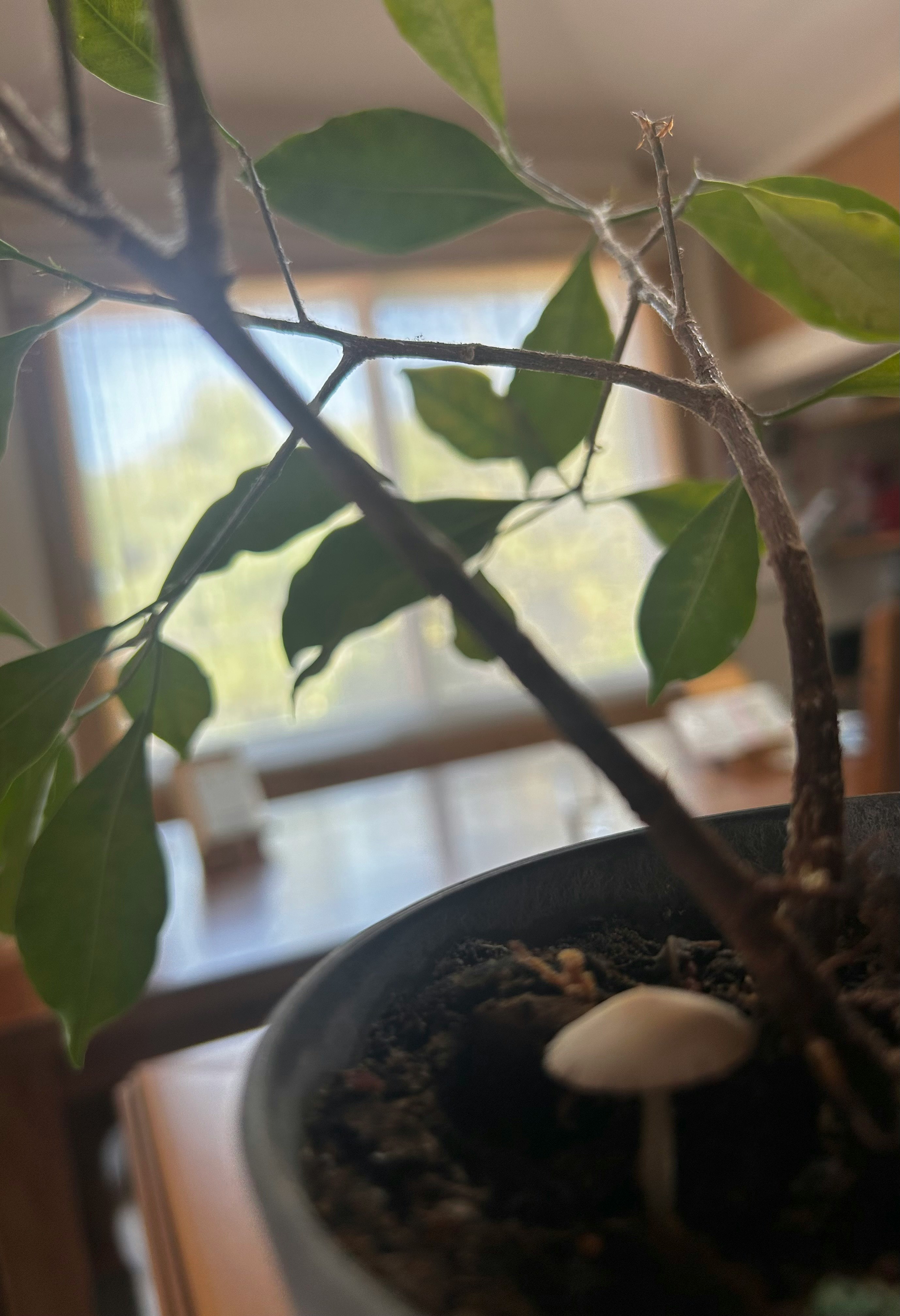 鉢植えのがじゅまるに生えたキノコのある室内