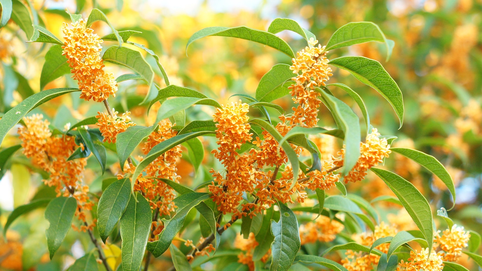 Primer plano de una planta con flores naranjas rodeadas de hojas verdes