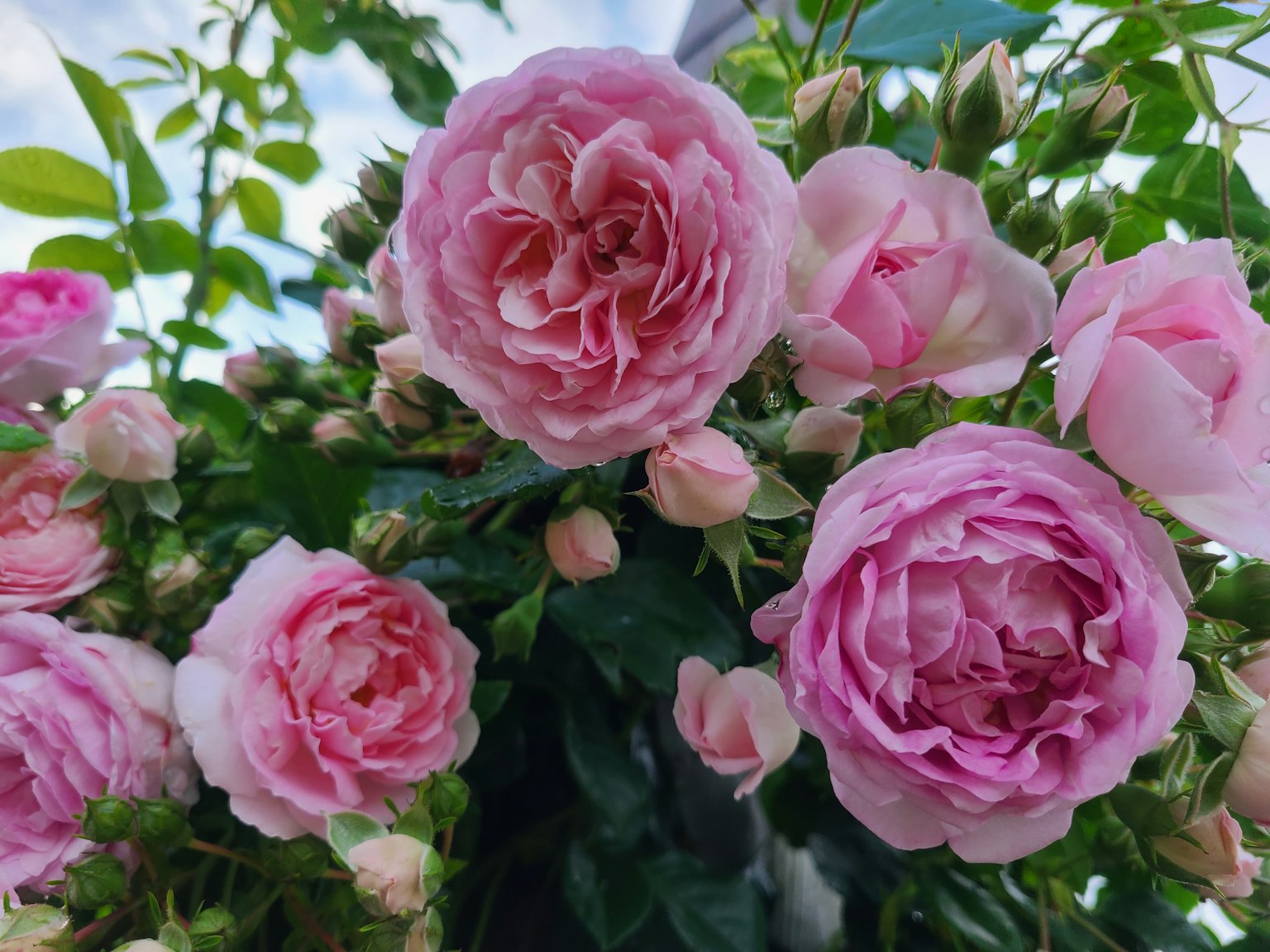Rosas rosas en plena floración con hojas verdes exuberantes