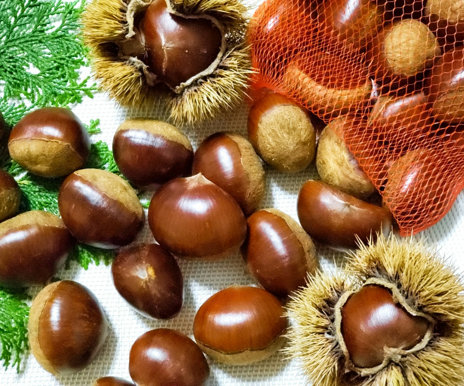 Kastanye dan cangkangnya tersebar di permukaan