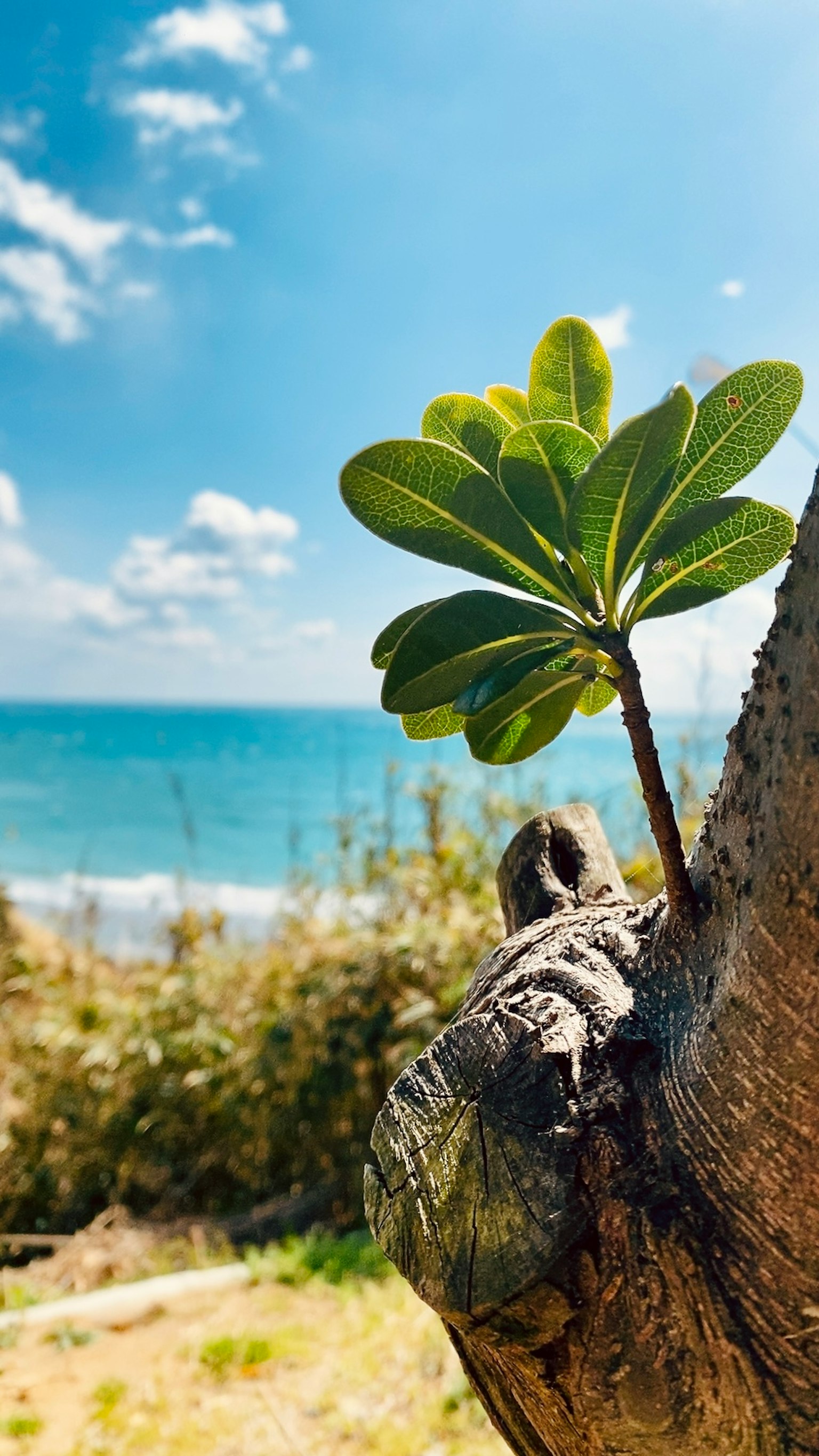 Une feuille verte en pousse sur un tronc d'arbre avec une plage et un océan en arrière-plan