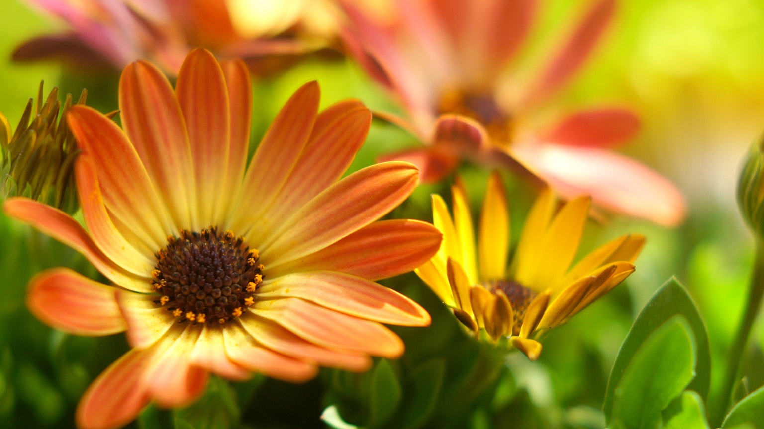 Primo piano di fiori vivaci in un bellissimo giardino