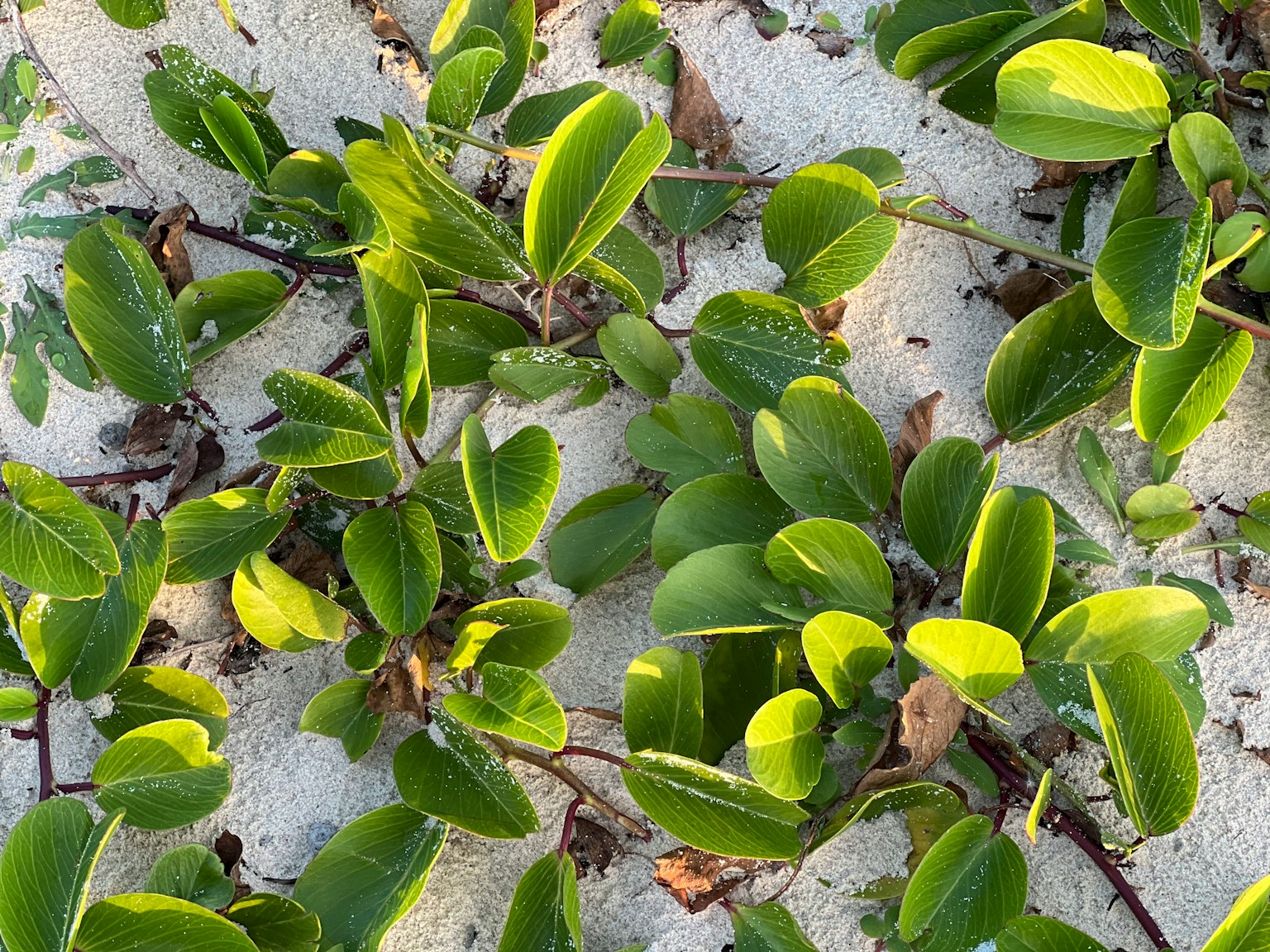 Close-up tanaman berdaun hijau di pantai berpasir