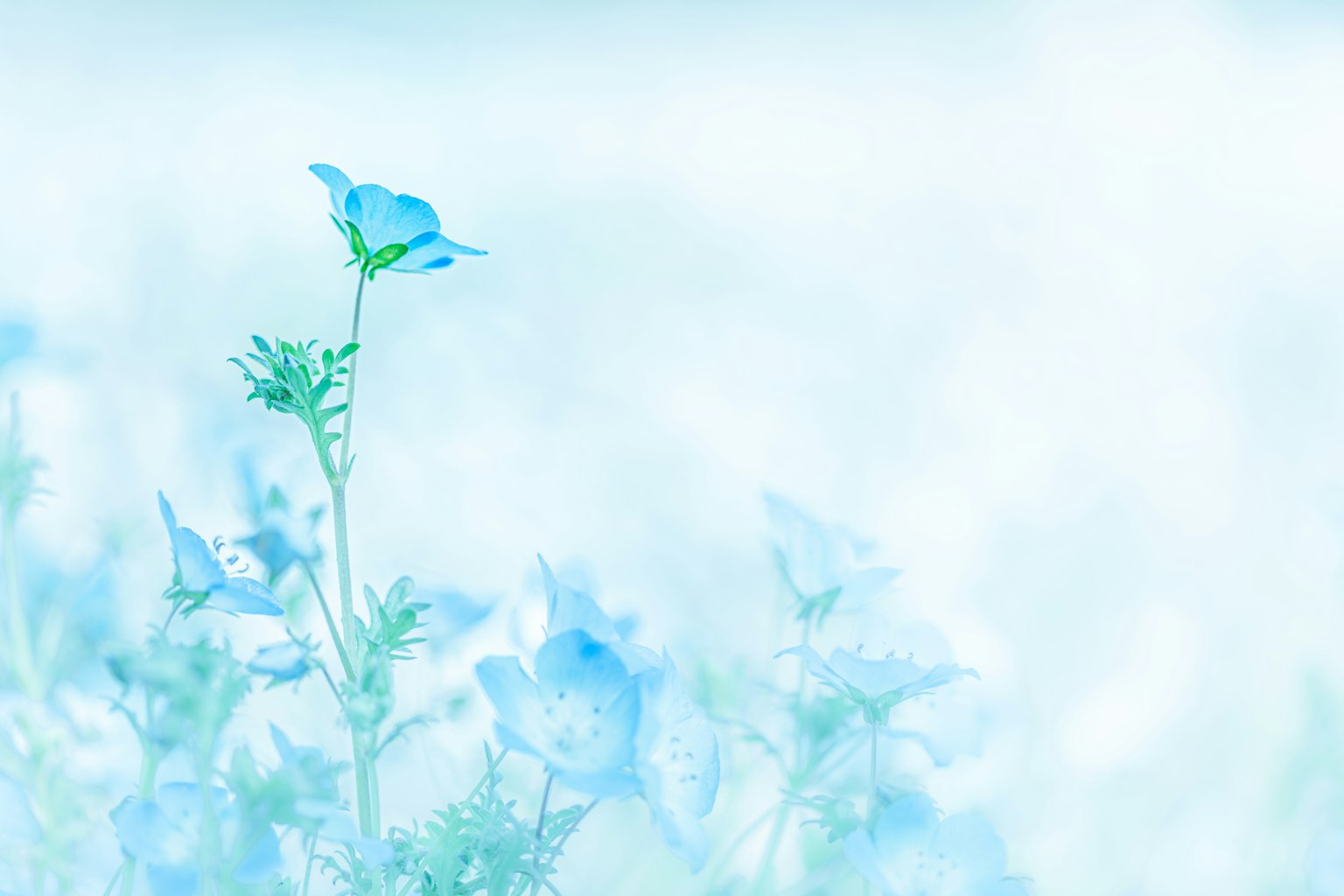 Una sola flor se destaca contra un suave fondo azul lleno de flores azules delicadas