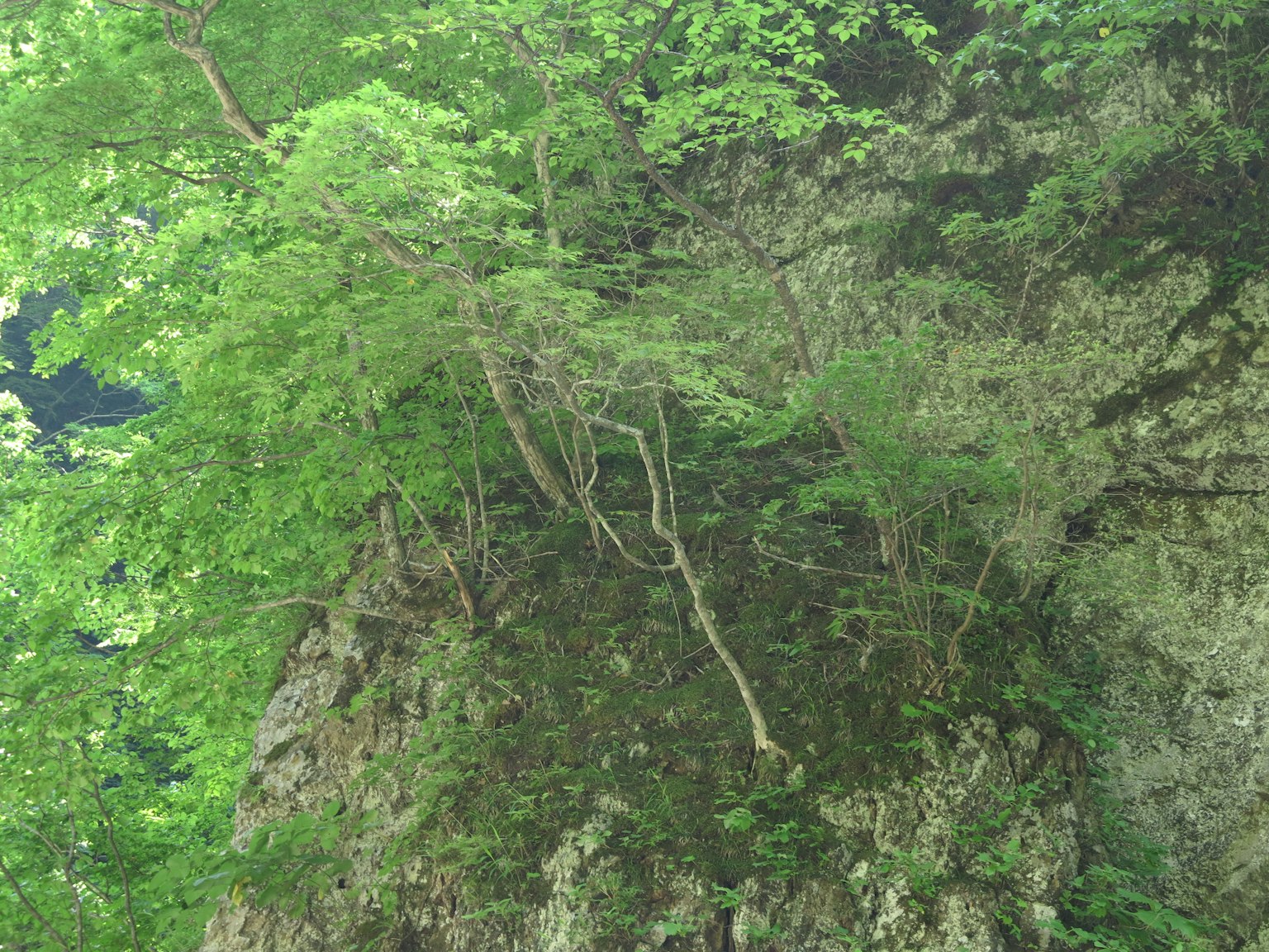 Primer plano de árboles que crecen sobre una superficie rocosa con follaje verde exuberante