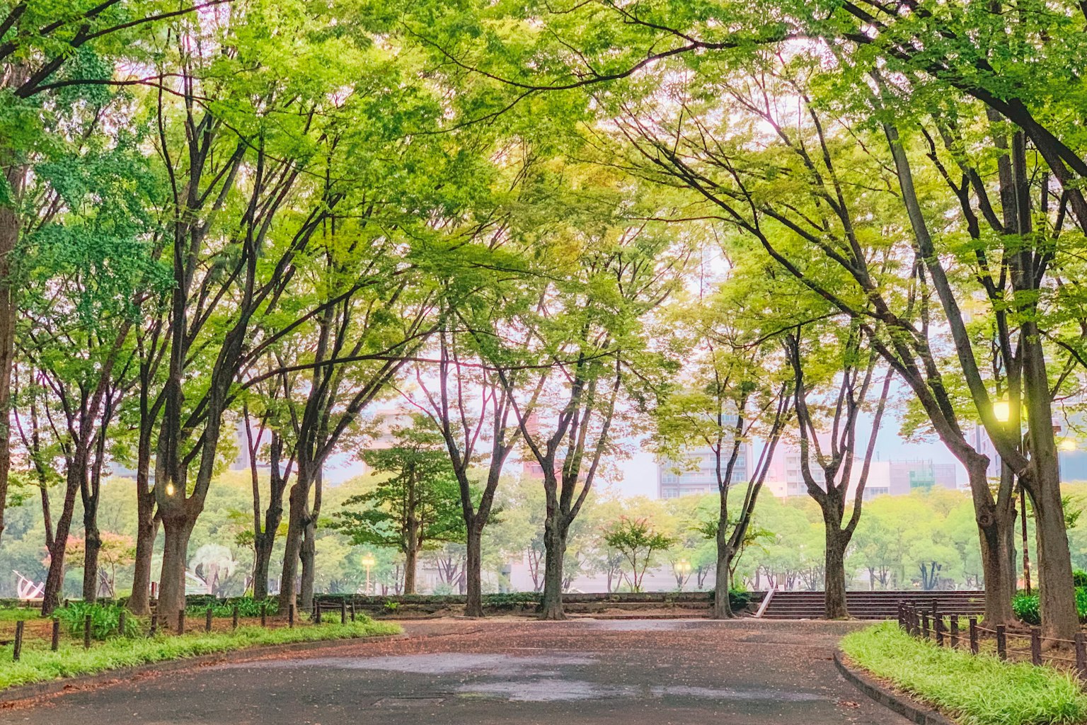 被郁郁蔥蔥的樹木環繞的寧靜小道