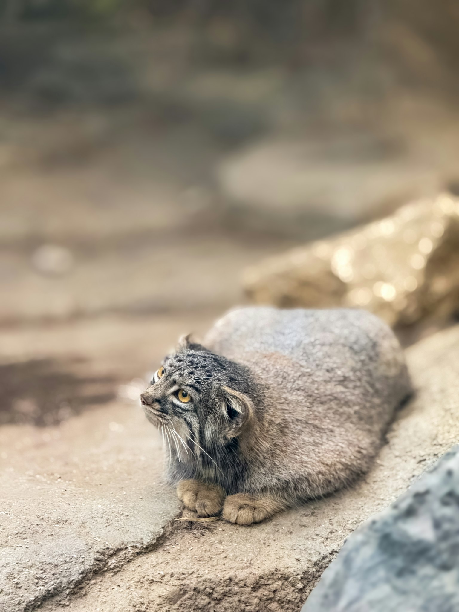 A young snow leopard sitting on a rocky surface