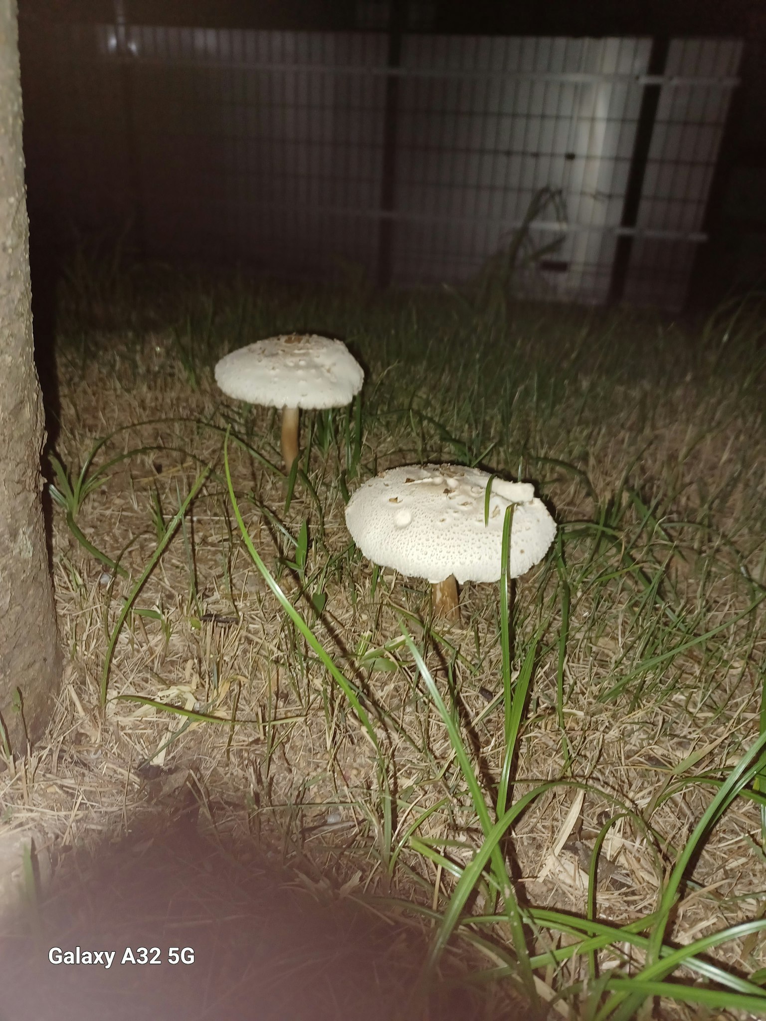 Weiße Pilze, die nachts im Gras wachsen