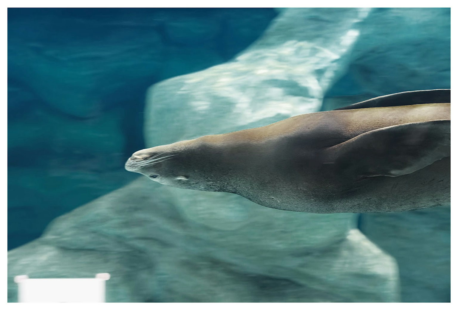 Vista laterale di una foca che nuota sott'acqua