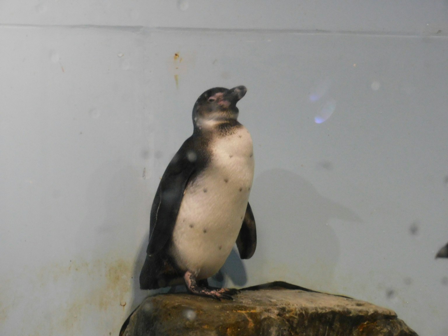 Ein Pinguin steht auf einem Felsen