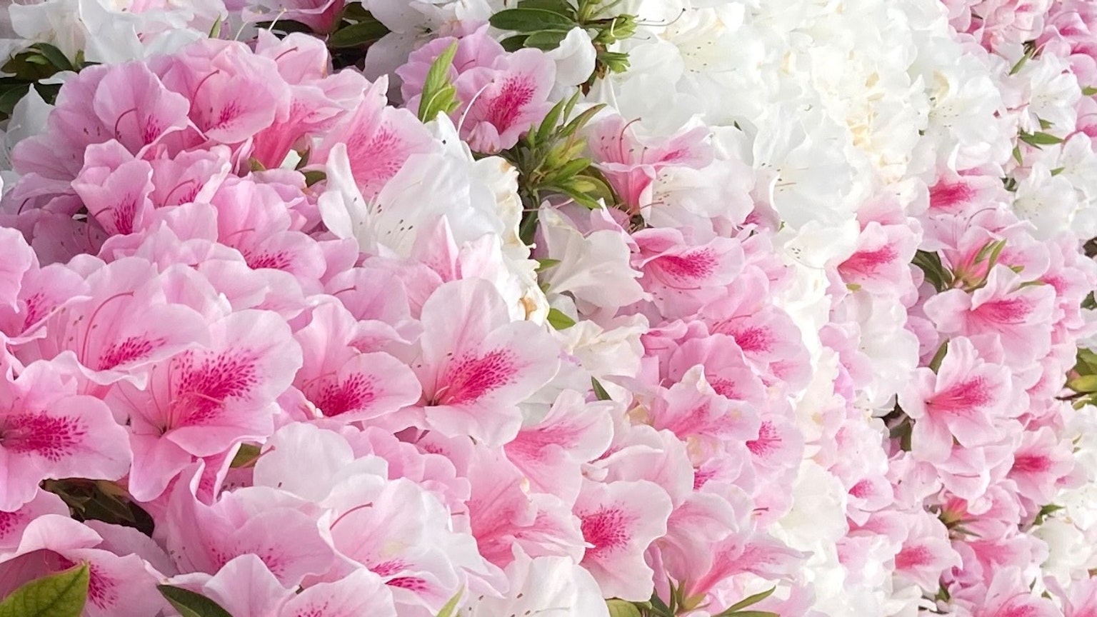 Nahaufnahme von Azaleen mit rosa und weißen Blumen