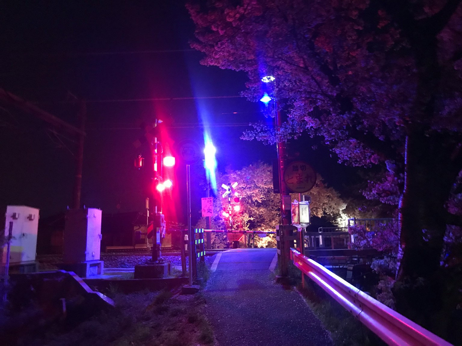 夜晚櫻花樹被五彩燈光照亮的景象