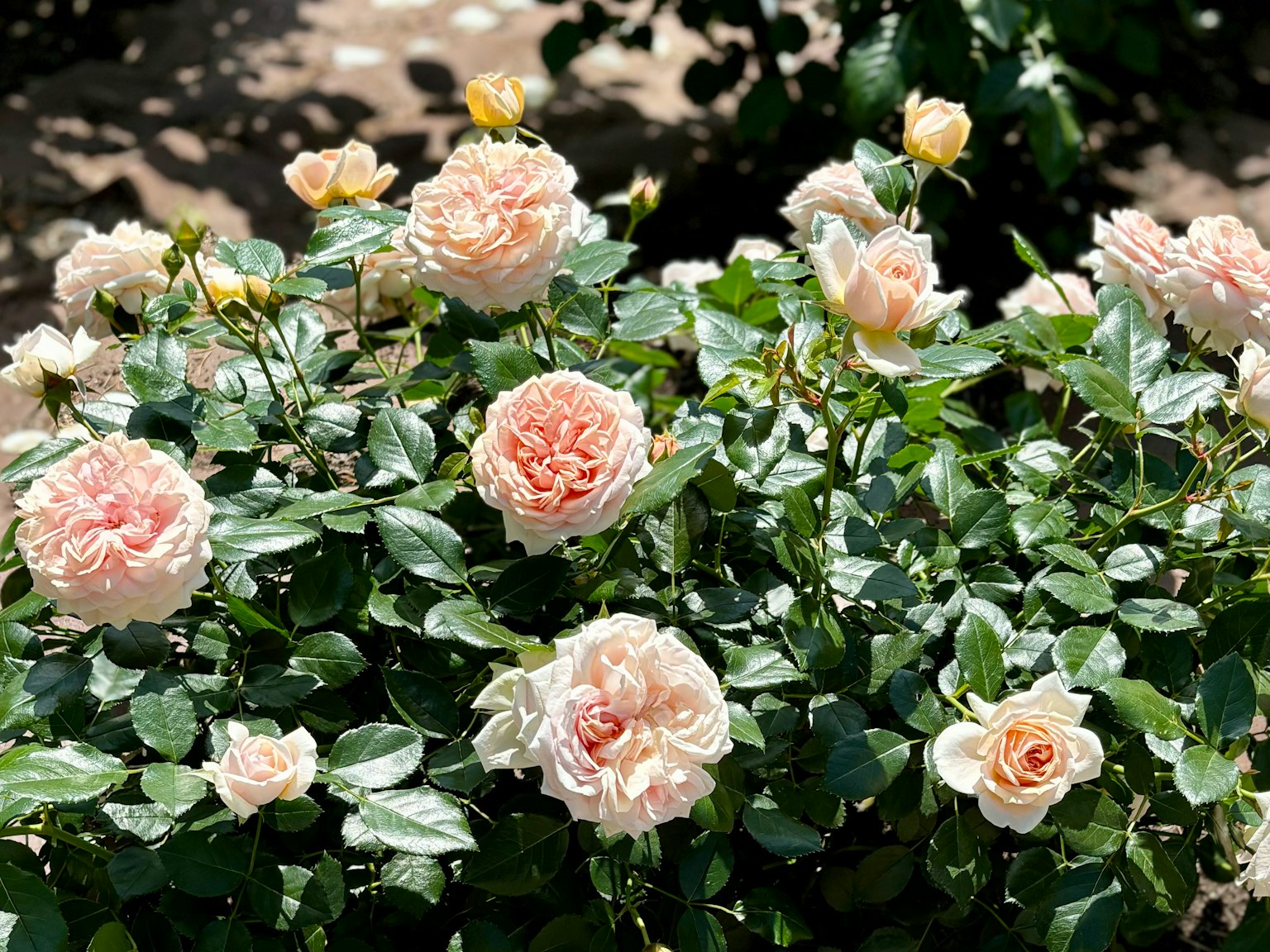 Cespo di rose rosa pallido in fiore con foglie verdi