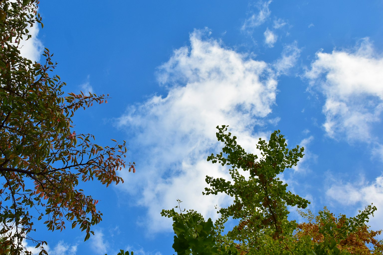 푸른 하늘과 흰 구름, 녹색 나무들