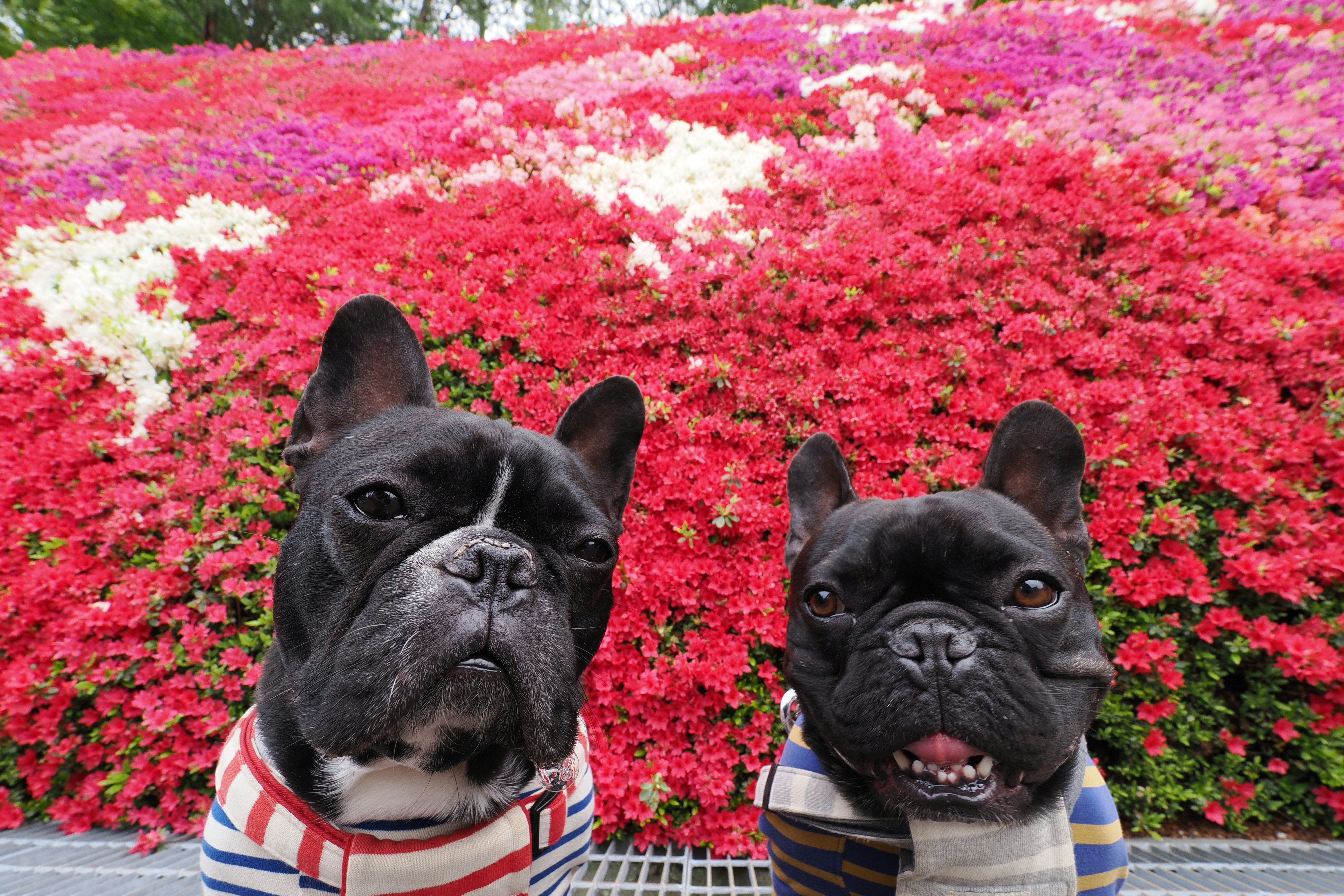 色とりどりの花畑の前にいるフレンチブルドッグの2匹