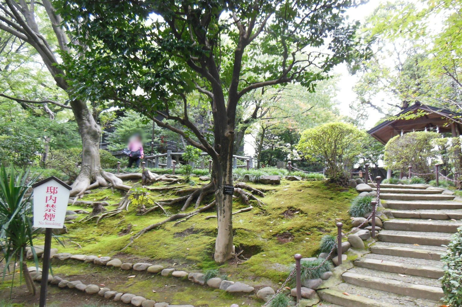 风景如画的花园景观，特色是郁郁葱葱的绿意和覆盖苔藓的地面