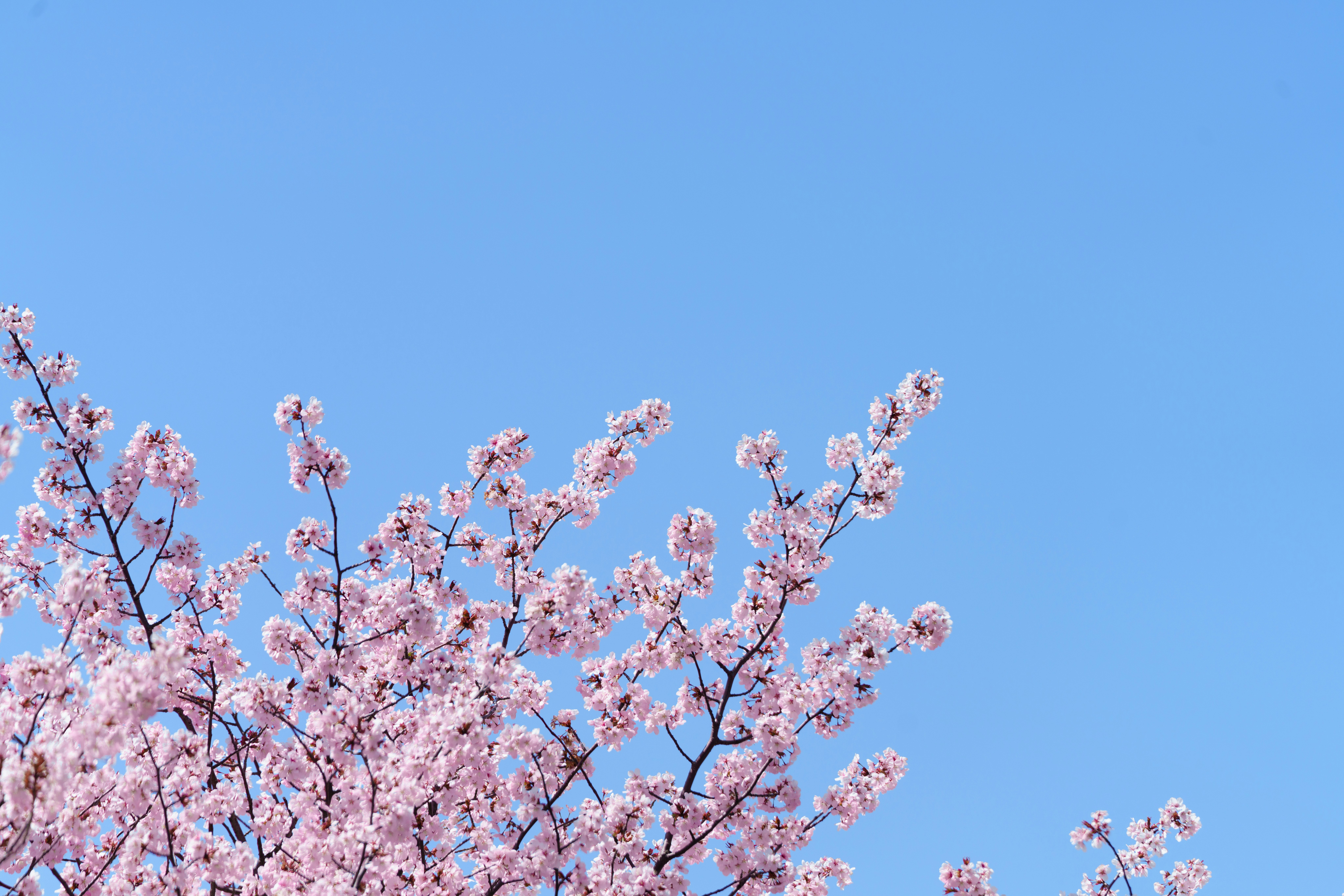 青空に咲く桜の花枝