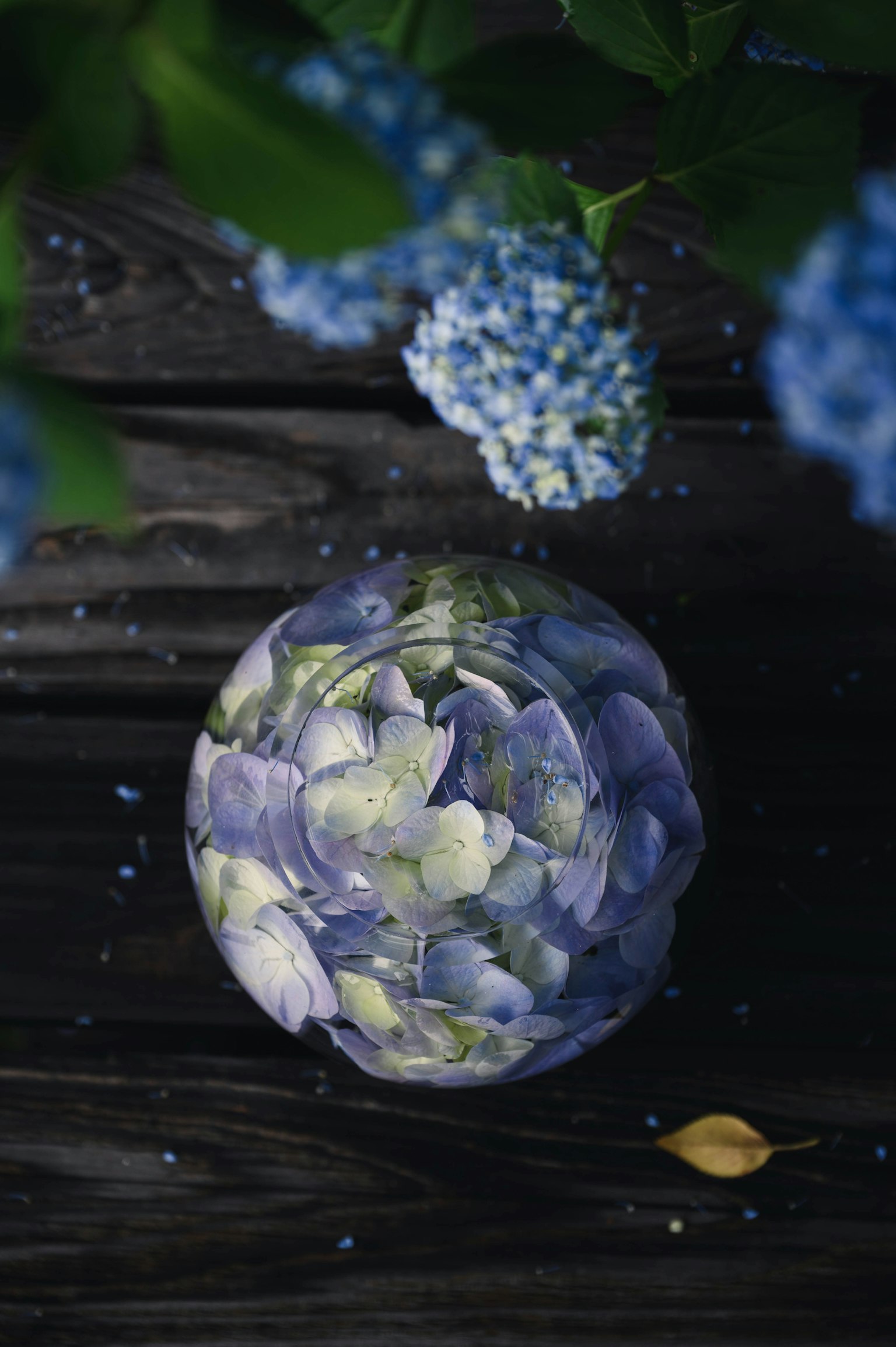Una sfera trasparente riempita di petali di ortensia blu poggiata su una superficie di legno