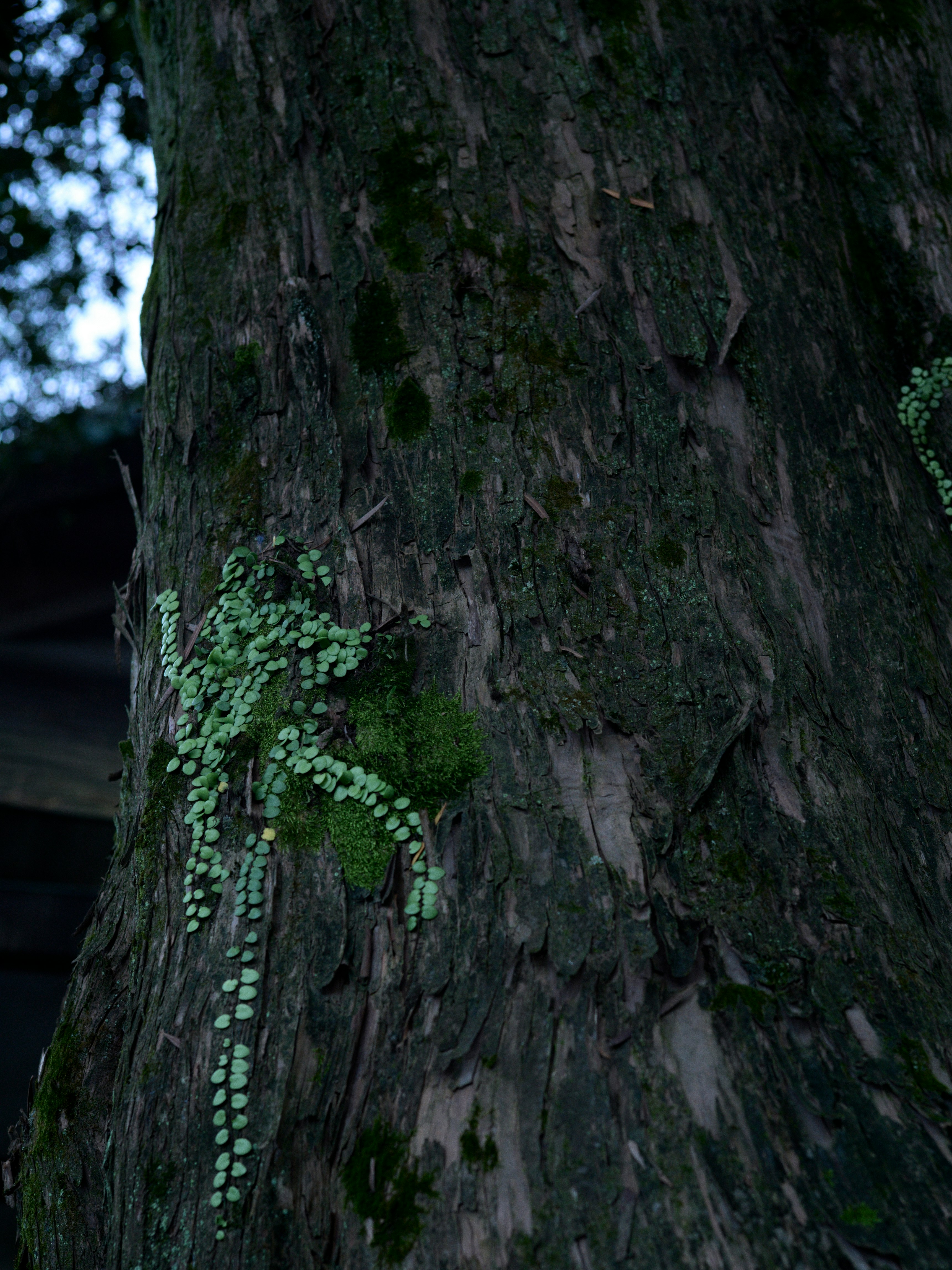 木の幹に絡む緑の蔦と苔のある森の小道