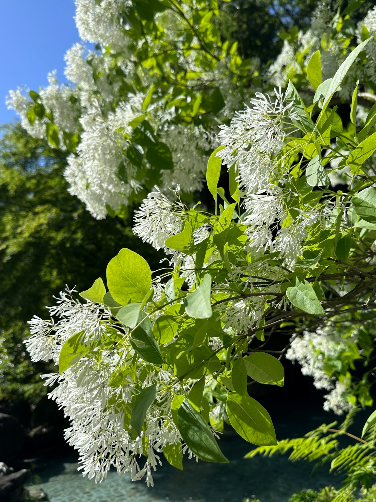 Primer plano de una rama con flores blancas y hojas verdes