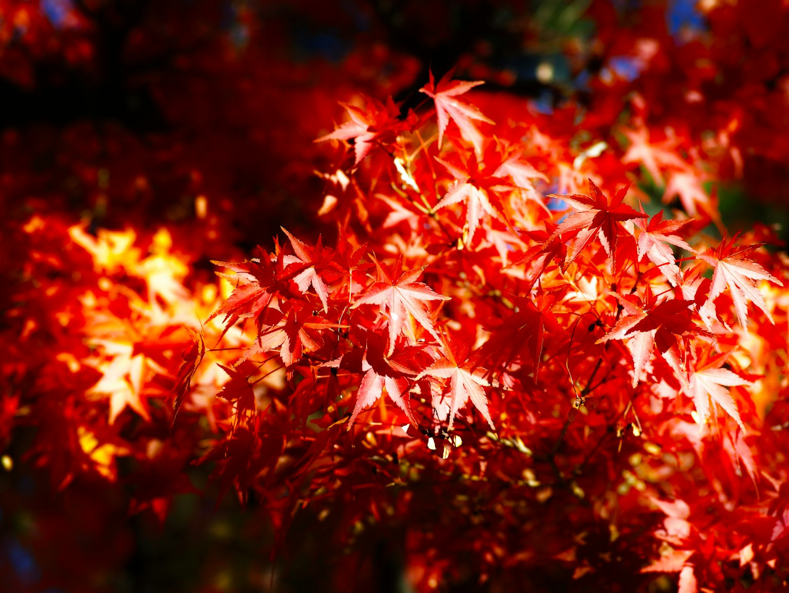 photo-lKkc9gHDctvFseOkU50h-image