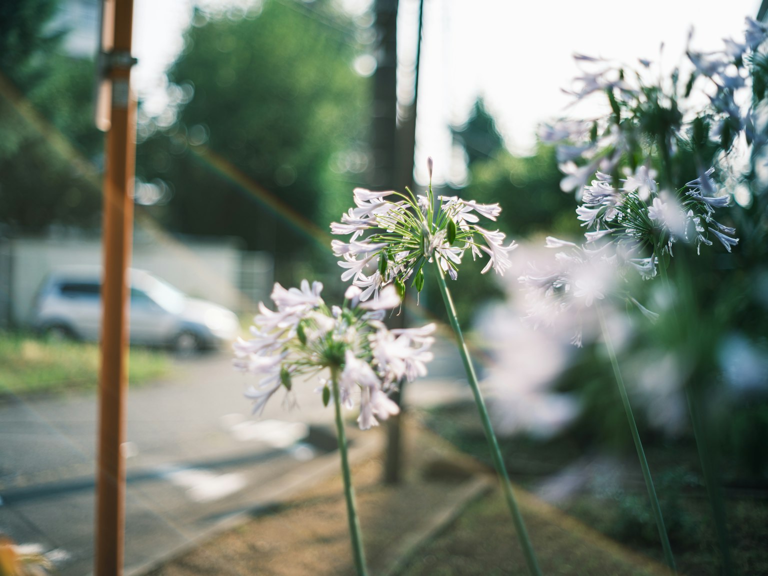 Foto di fiori bianchi in fiore con un'auto sullo sfondo
