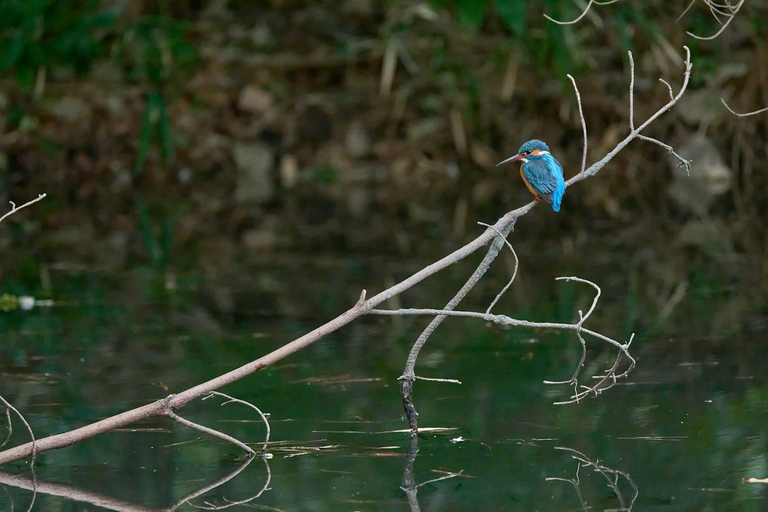 A blue bird perched on a branch over a calm body of water