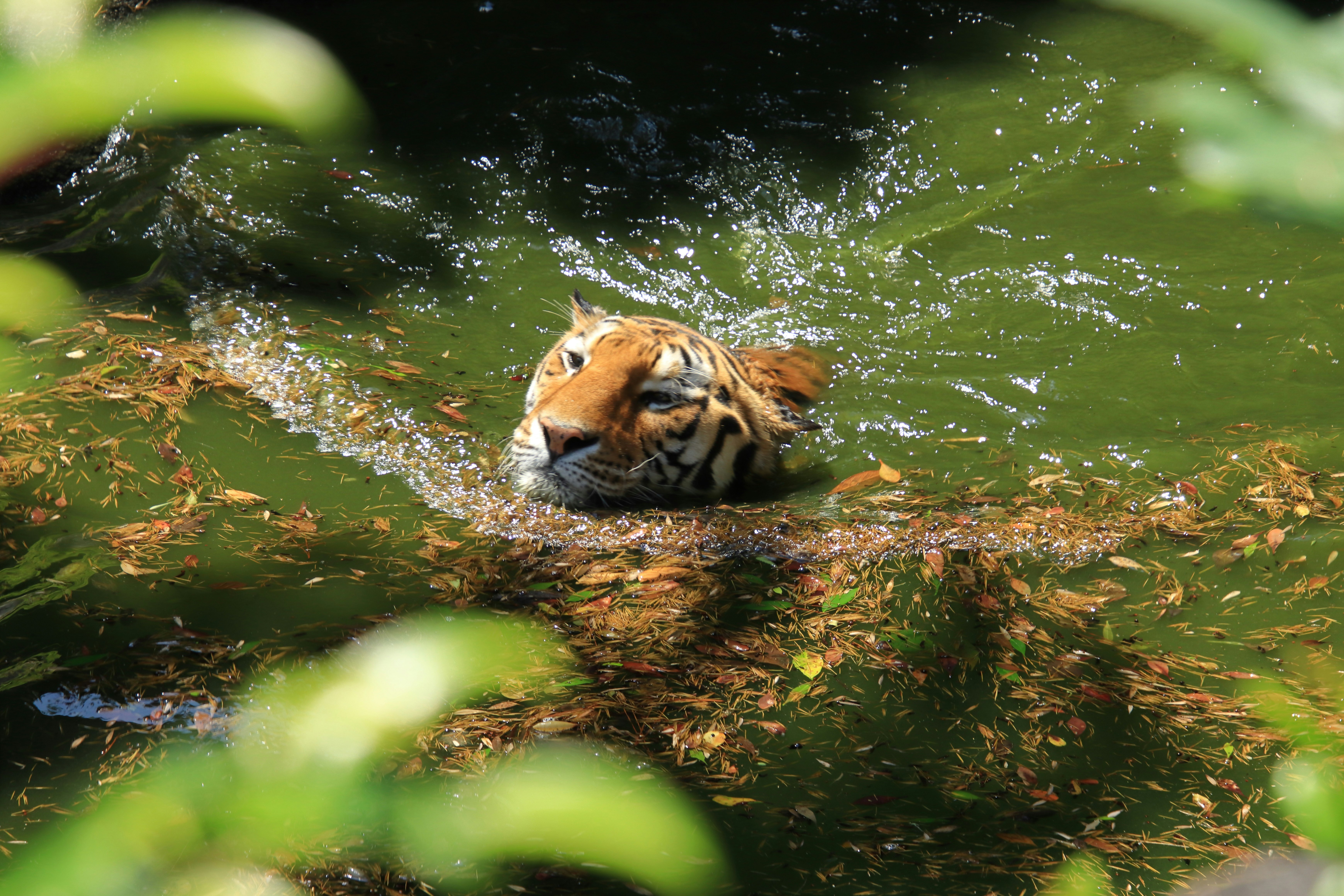 水辺で泳ぐトラの子ども