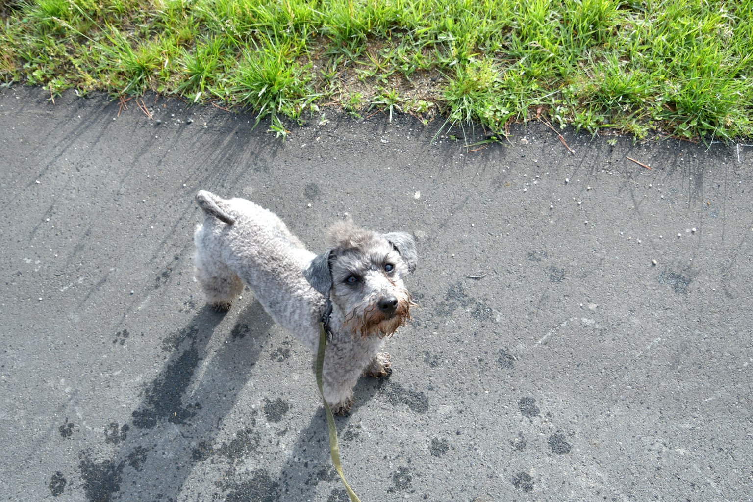 Gray schnauzer standing on a path with grass