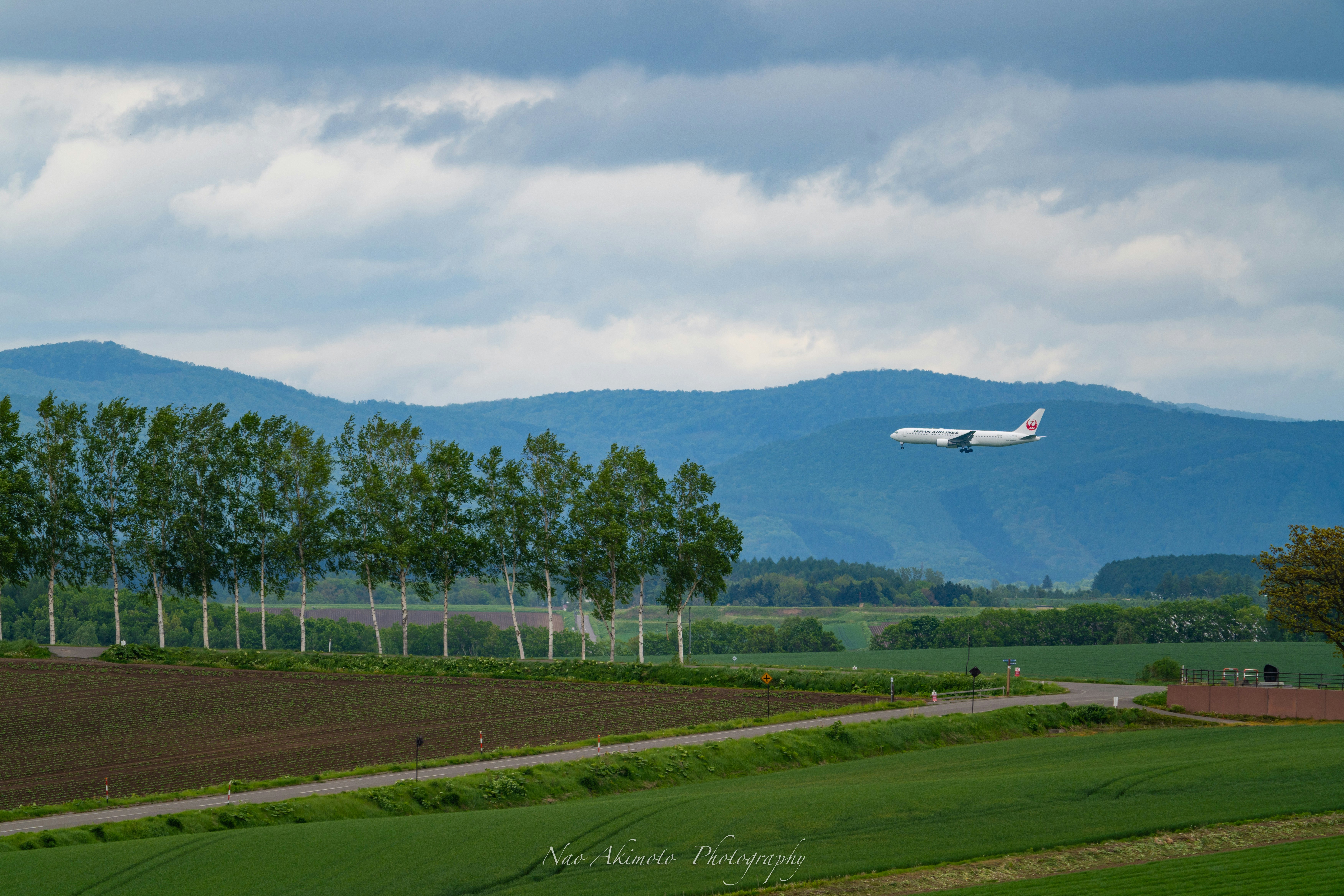 白樺並木の農地を飛ぶ旅客機のある風景