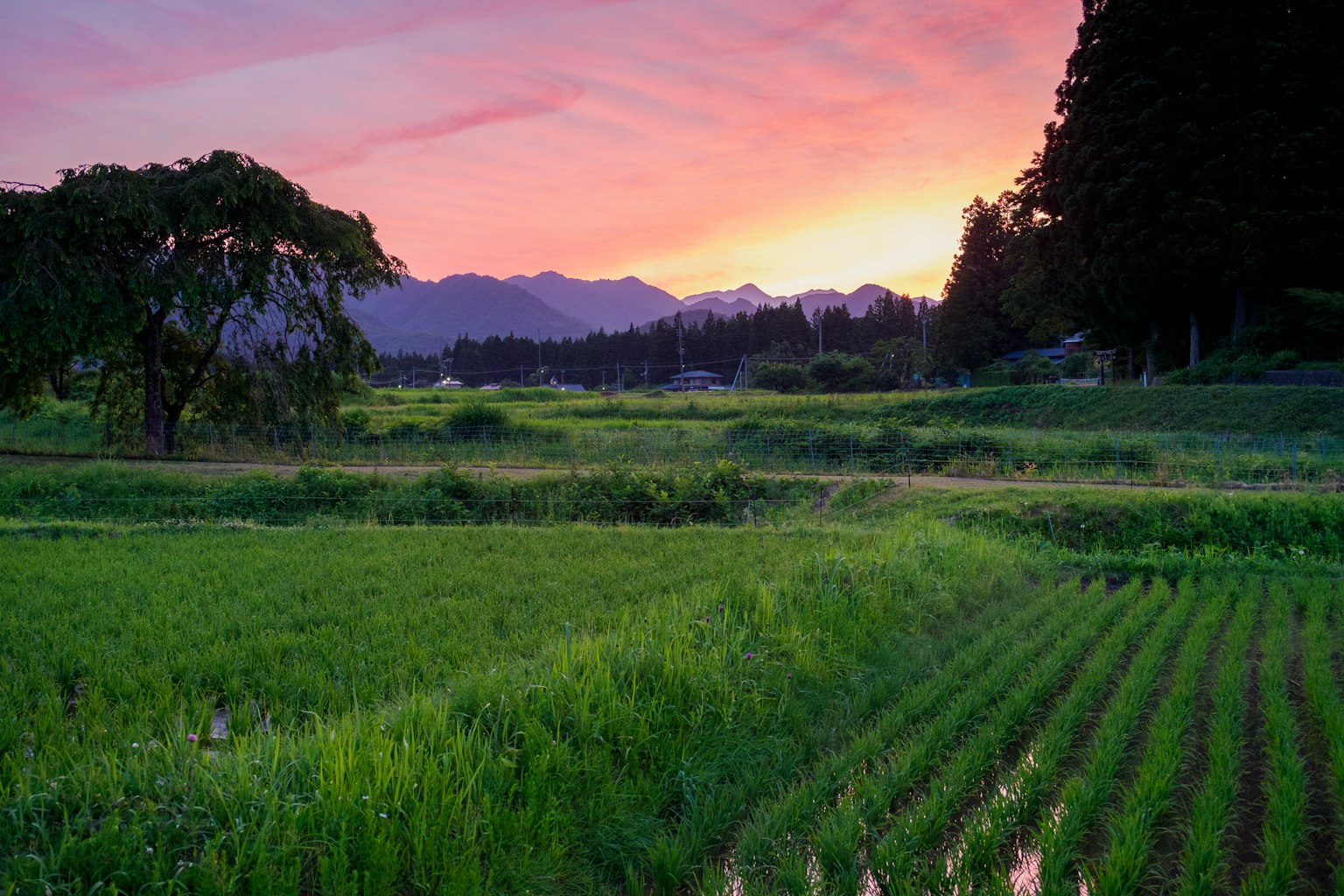 Ladang padi hijau subur di bawah matahari terbenam yang cerah dengan gunung di latar belakang