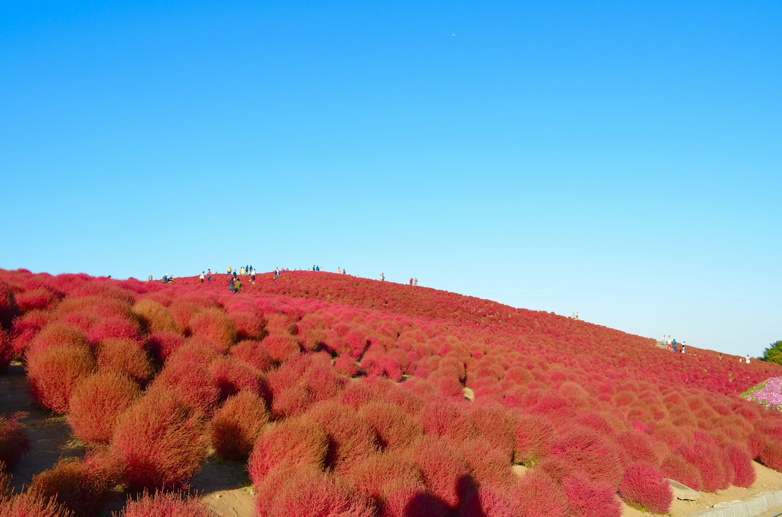 藍天之下紅色的科基亞灌木叢風景