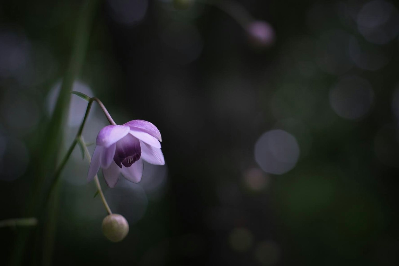 Eine zarte lila Blume hebt sich von einem dunklen Hintergrund ab