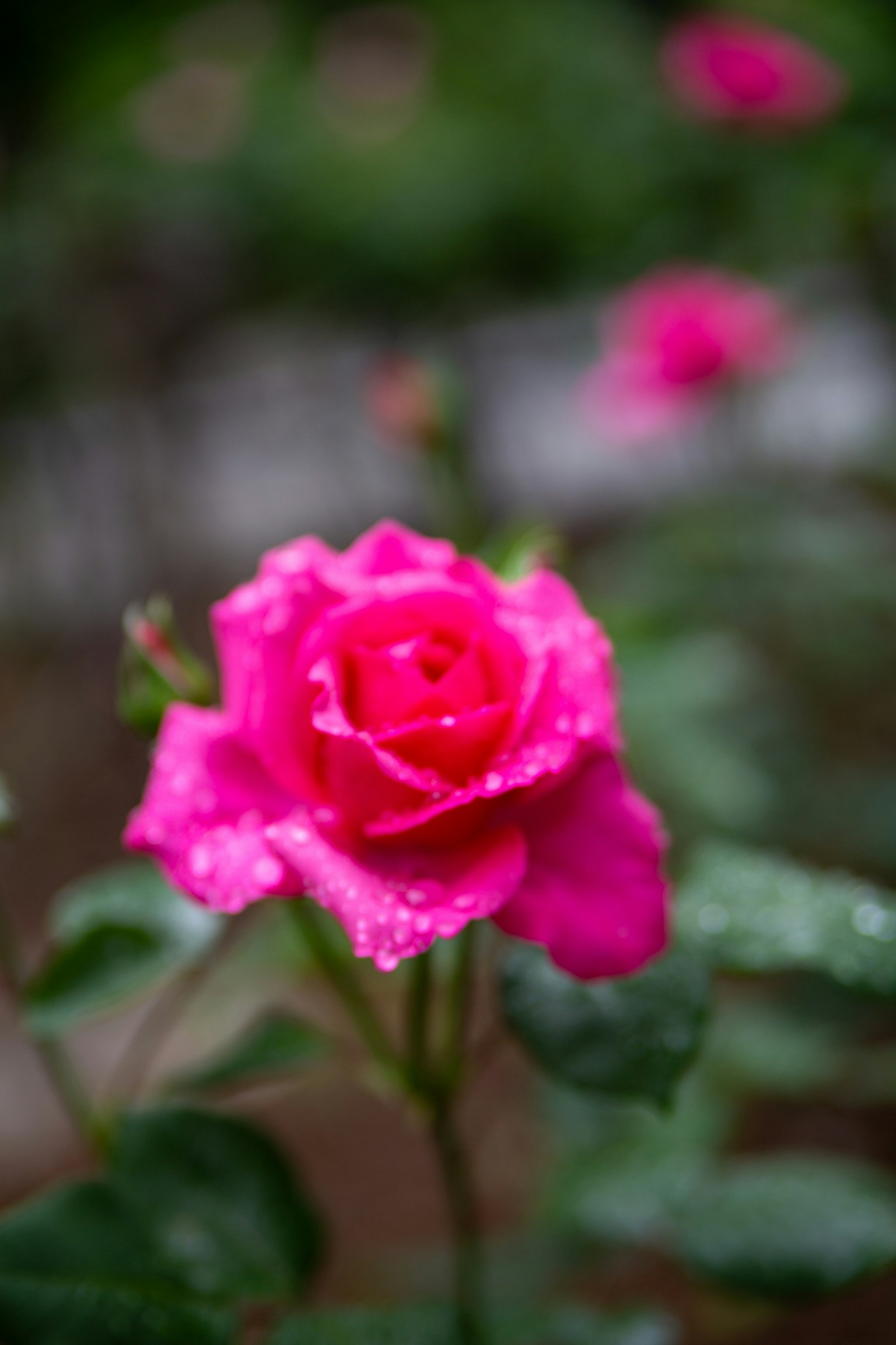Lebendige rosa Rose mit Wassertropfen, die sich vor einem unscharfen Hintergrund abhebt