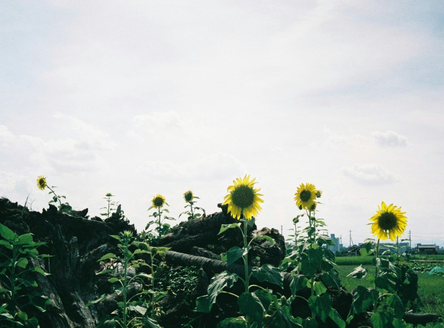 Reihe von Sonnenblumen, die unter einem blauen Himmel mit einer fernen Landschaft blühen