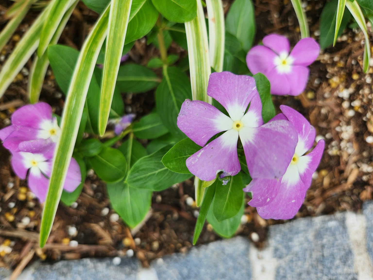 Primo piano di fiori viola con foglie verdi in un giardino
