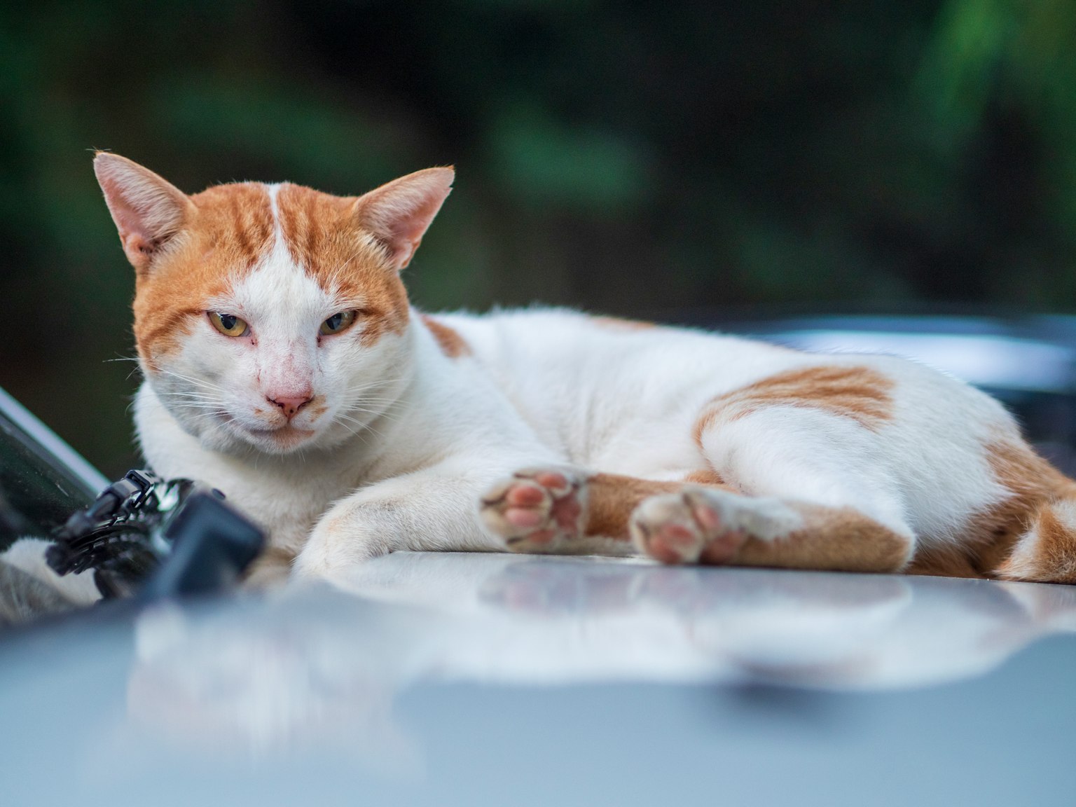 橙白色猫咪懒散地躺在车上