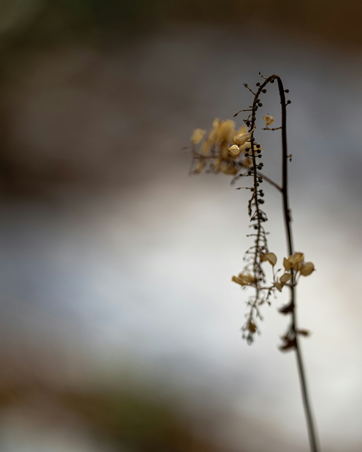 Silhouette of a plant with small yellow flowers on a thin stem