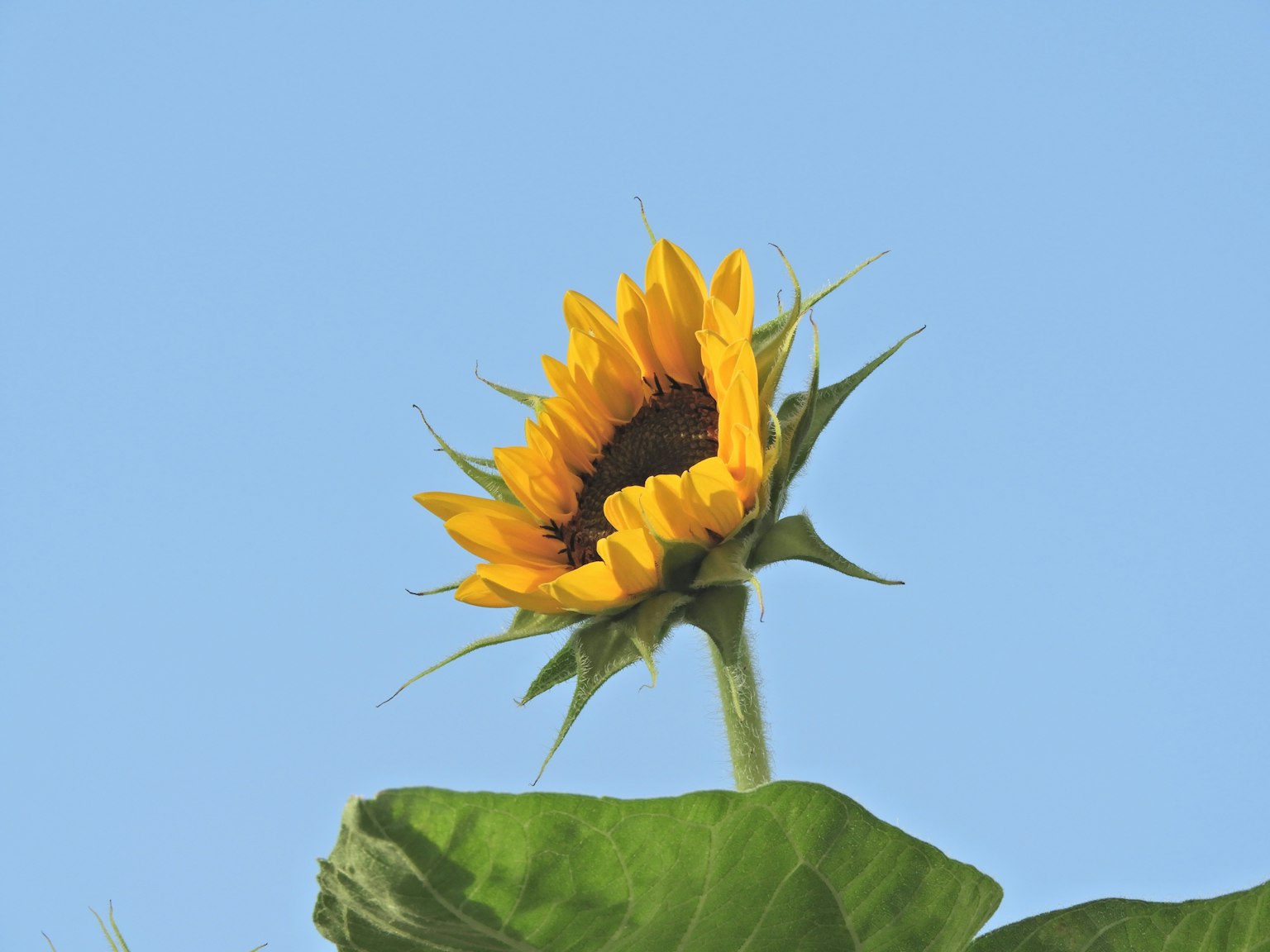 Sunflower blooming under a clear blue sky