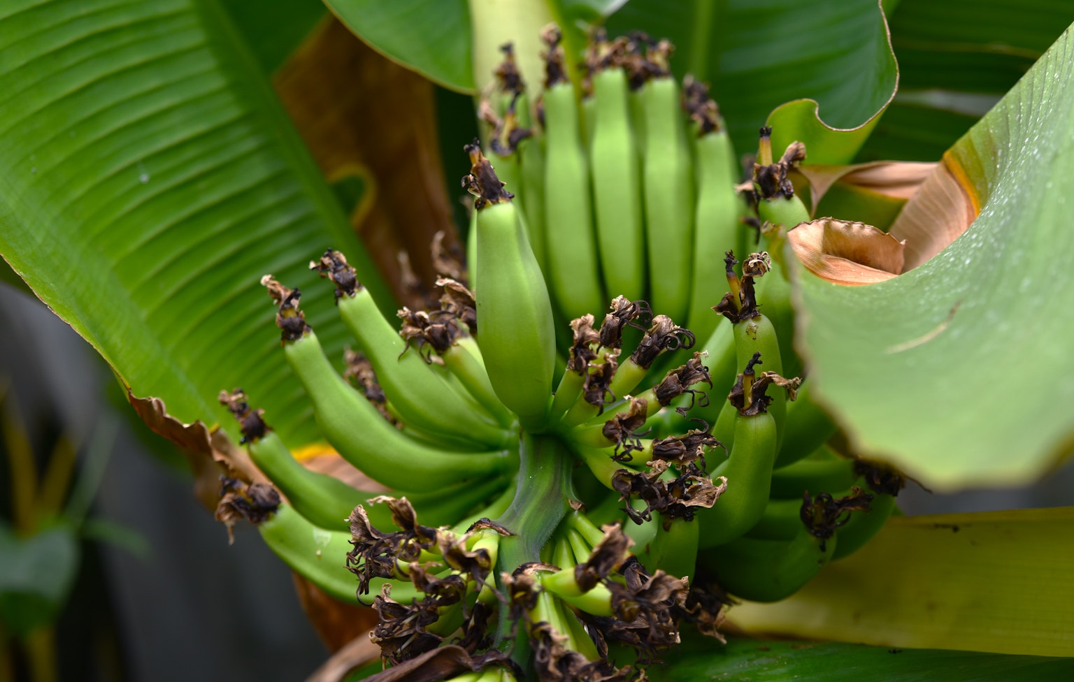Immagine di un grappolo di banane verdi con foglie