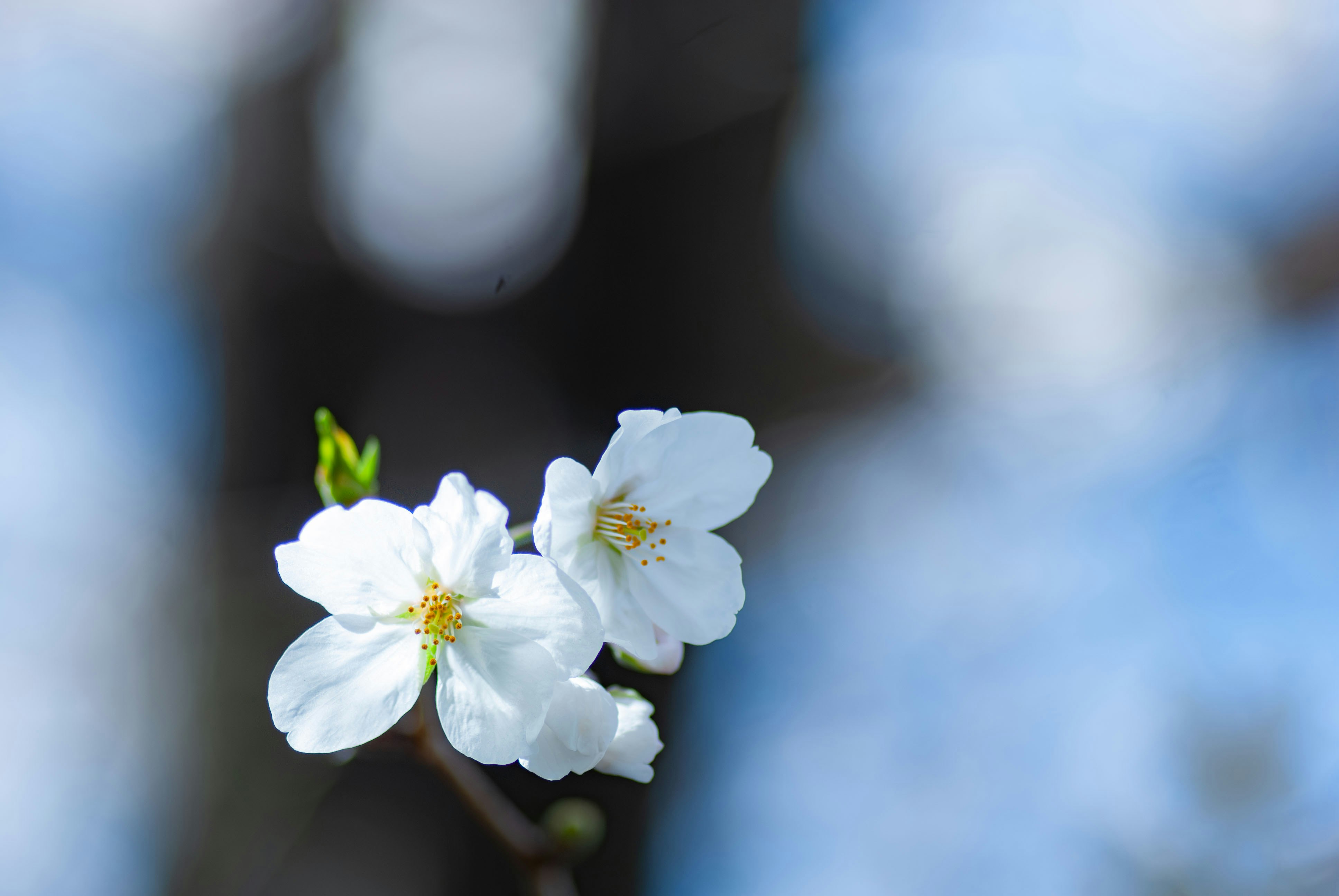 Bunga sakura putih mekar di bawah langit biru