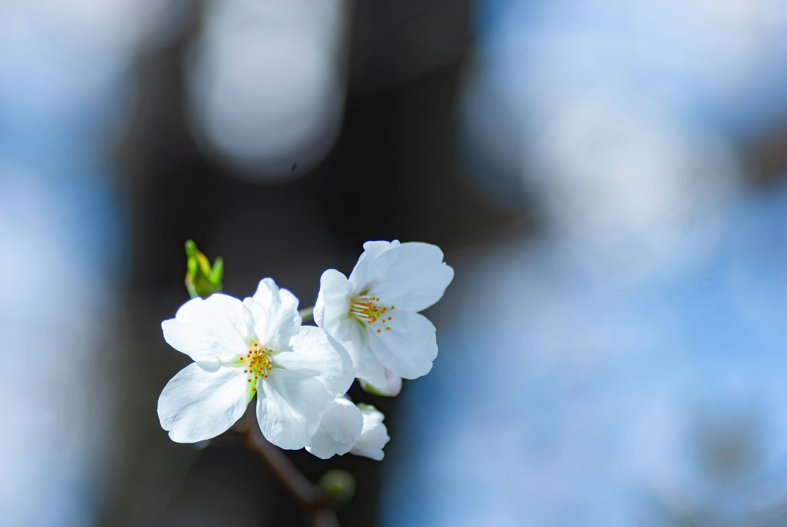 Flores blancas floreciendo contra un cielo azul