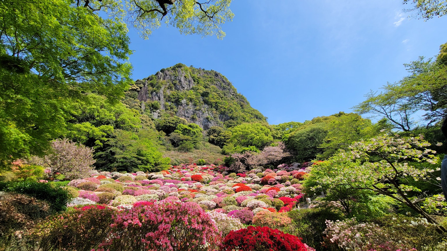 Jardin de fleurs vibrant avec une verdure luxuriante et un fond de montagne