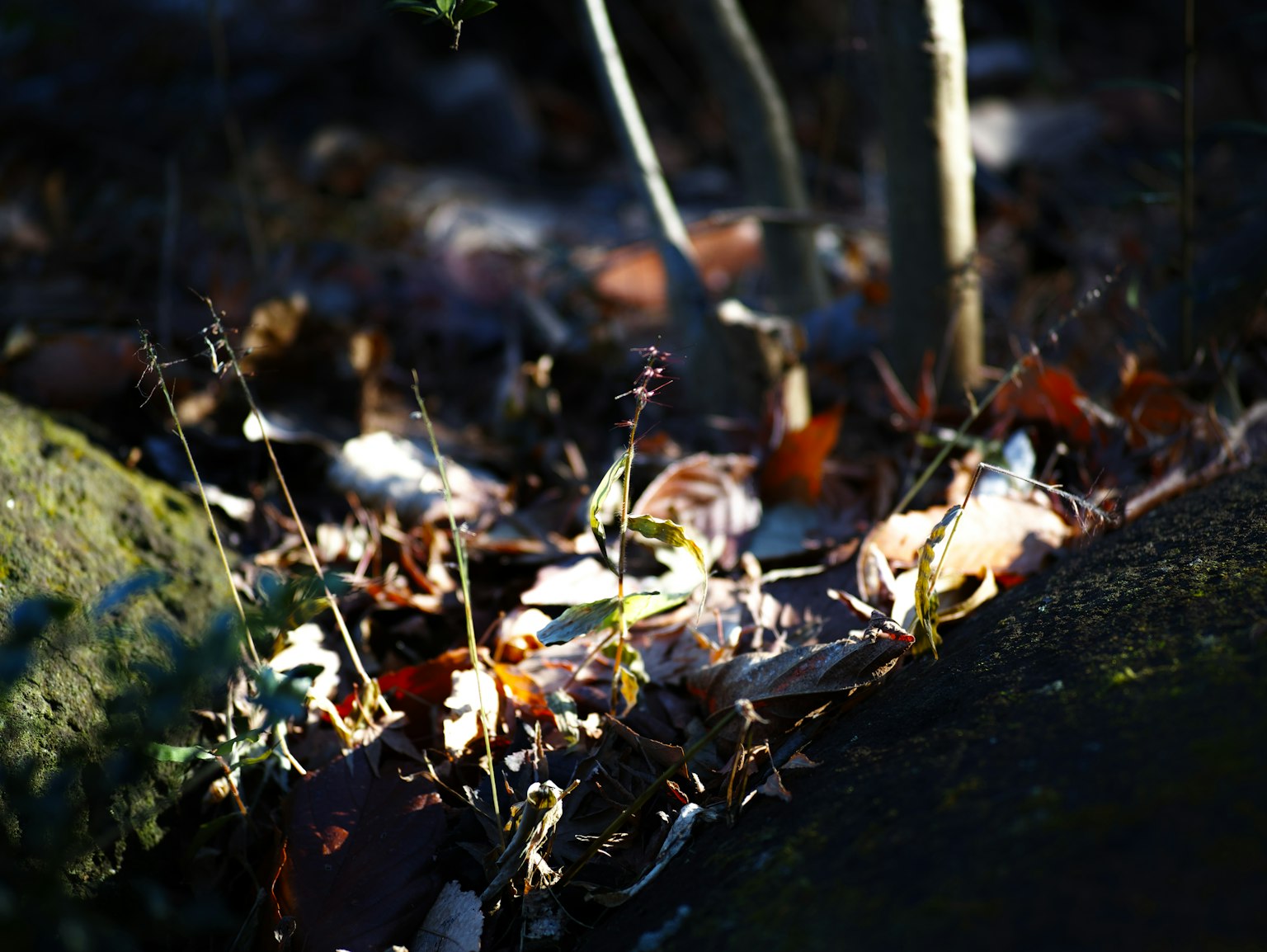 Naturszene mit verstreuten Blättern und Zweigen vor einem dunklen Hintergrund