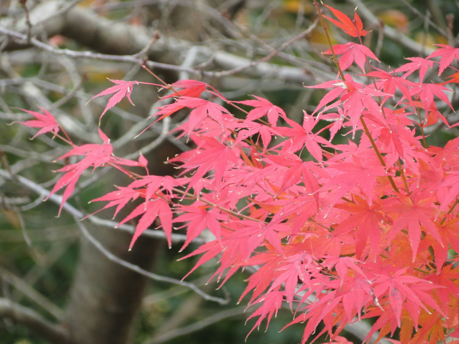 Vibrant red maple leaves on tree branches