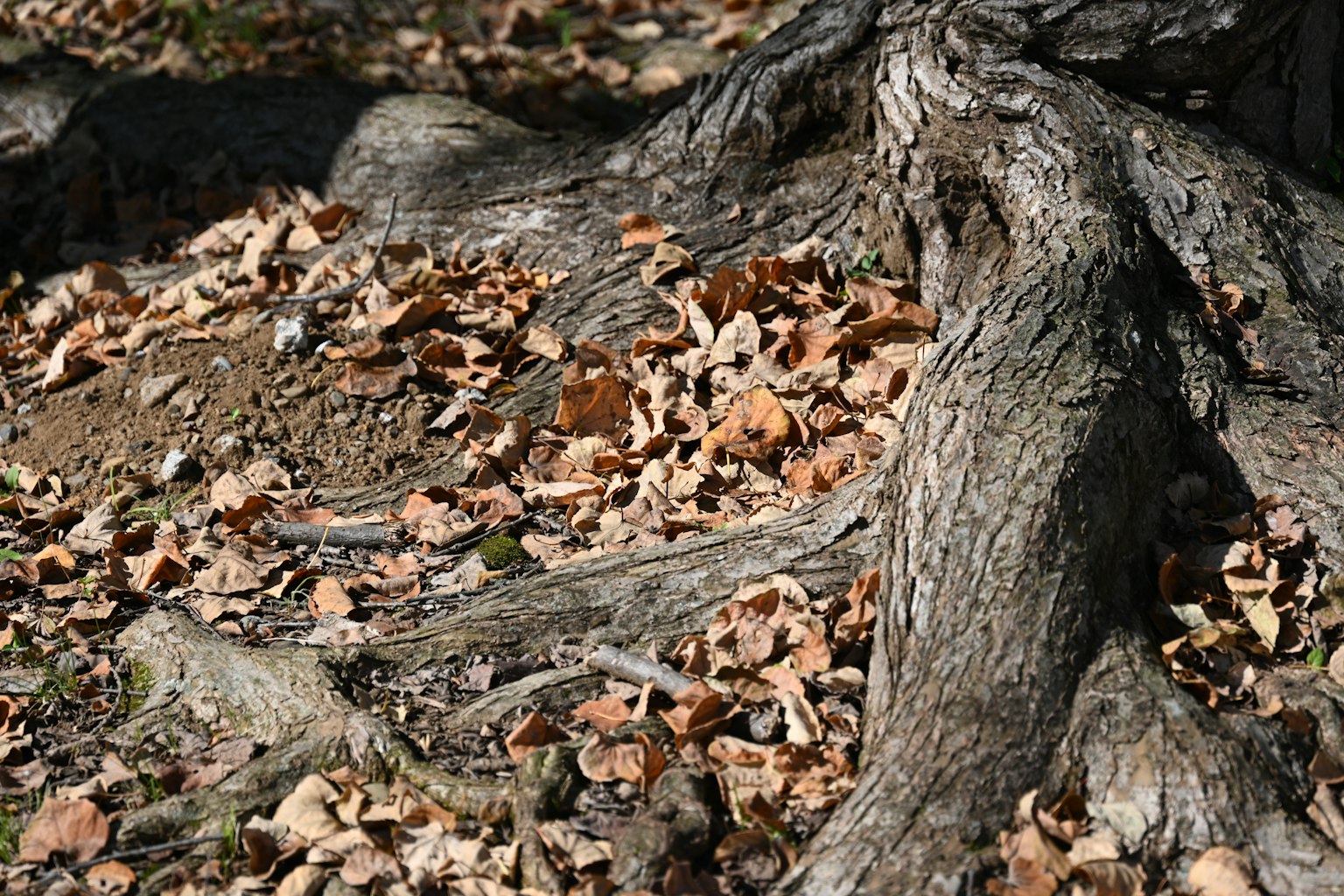 Primo piano di radici di albero e foglie cadute sul terreno