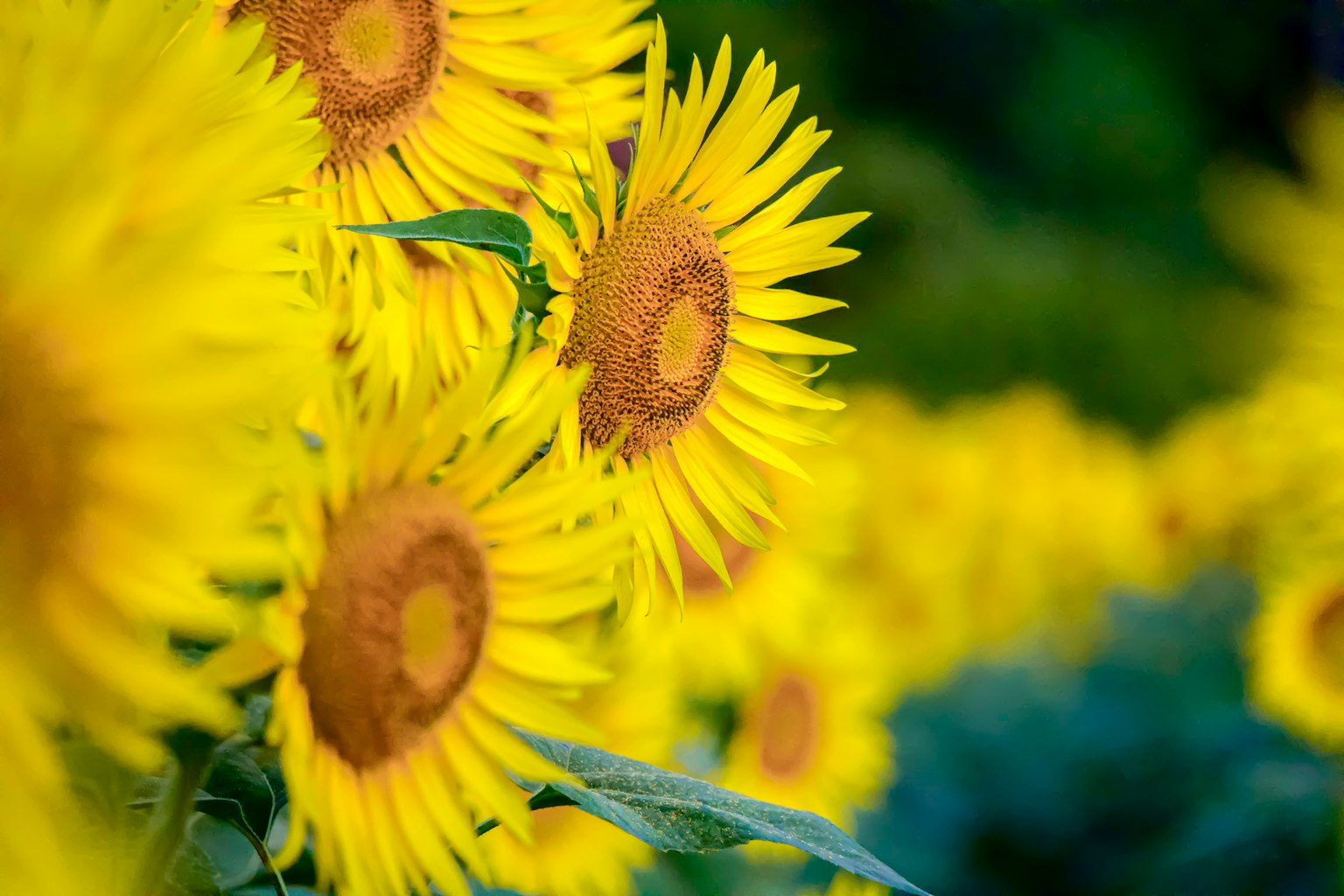 Tournesols vibrants disposés en rangée