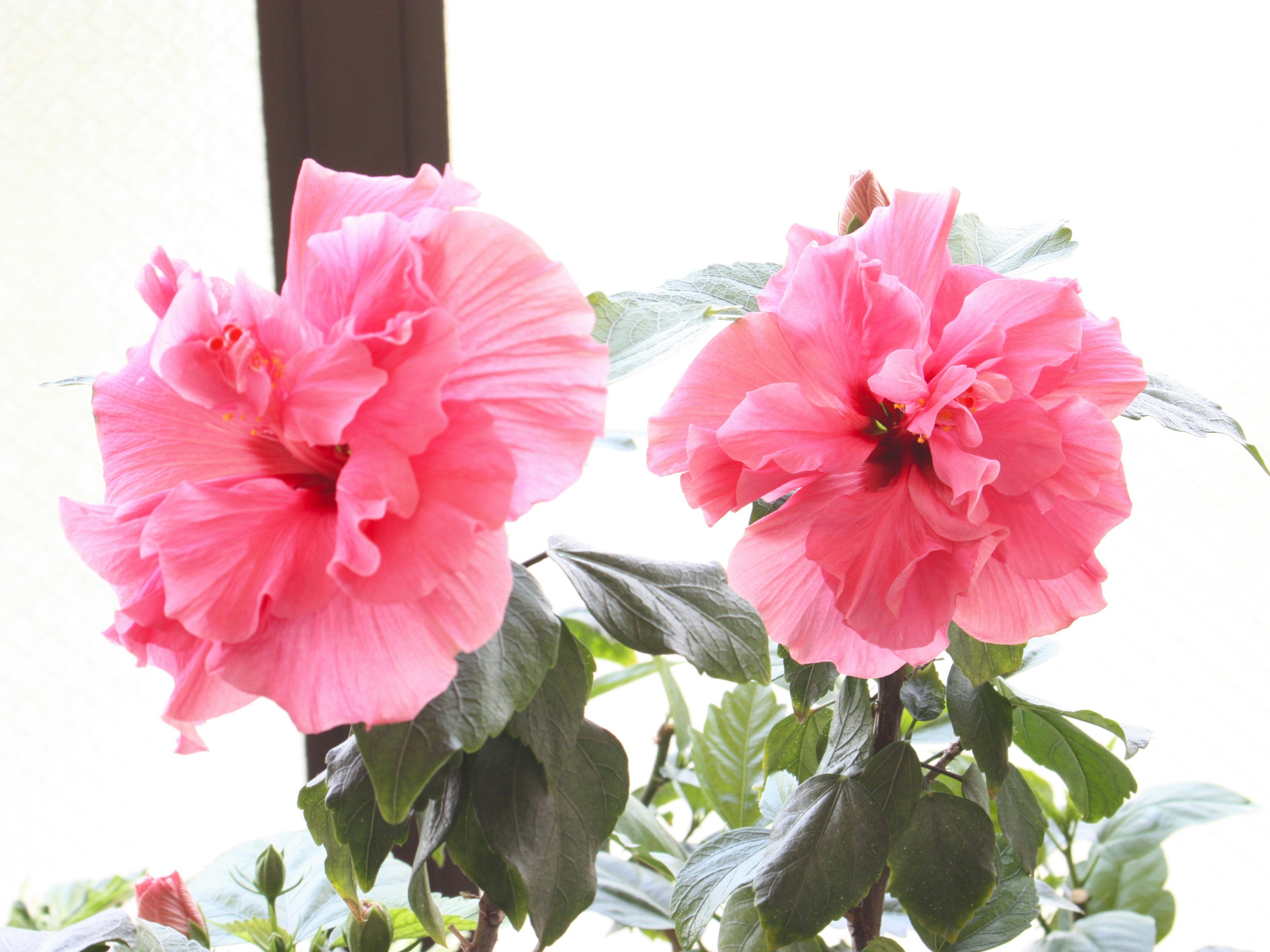 ピンクの八重ハイビスカスの花2輪