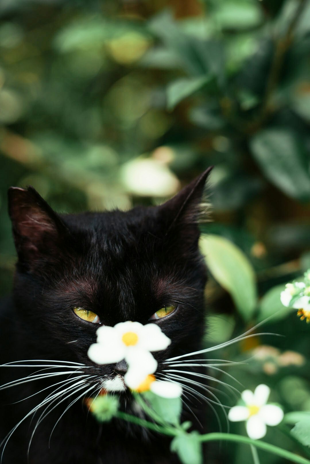 花の前にいる黒猫のアップ