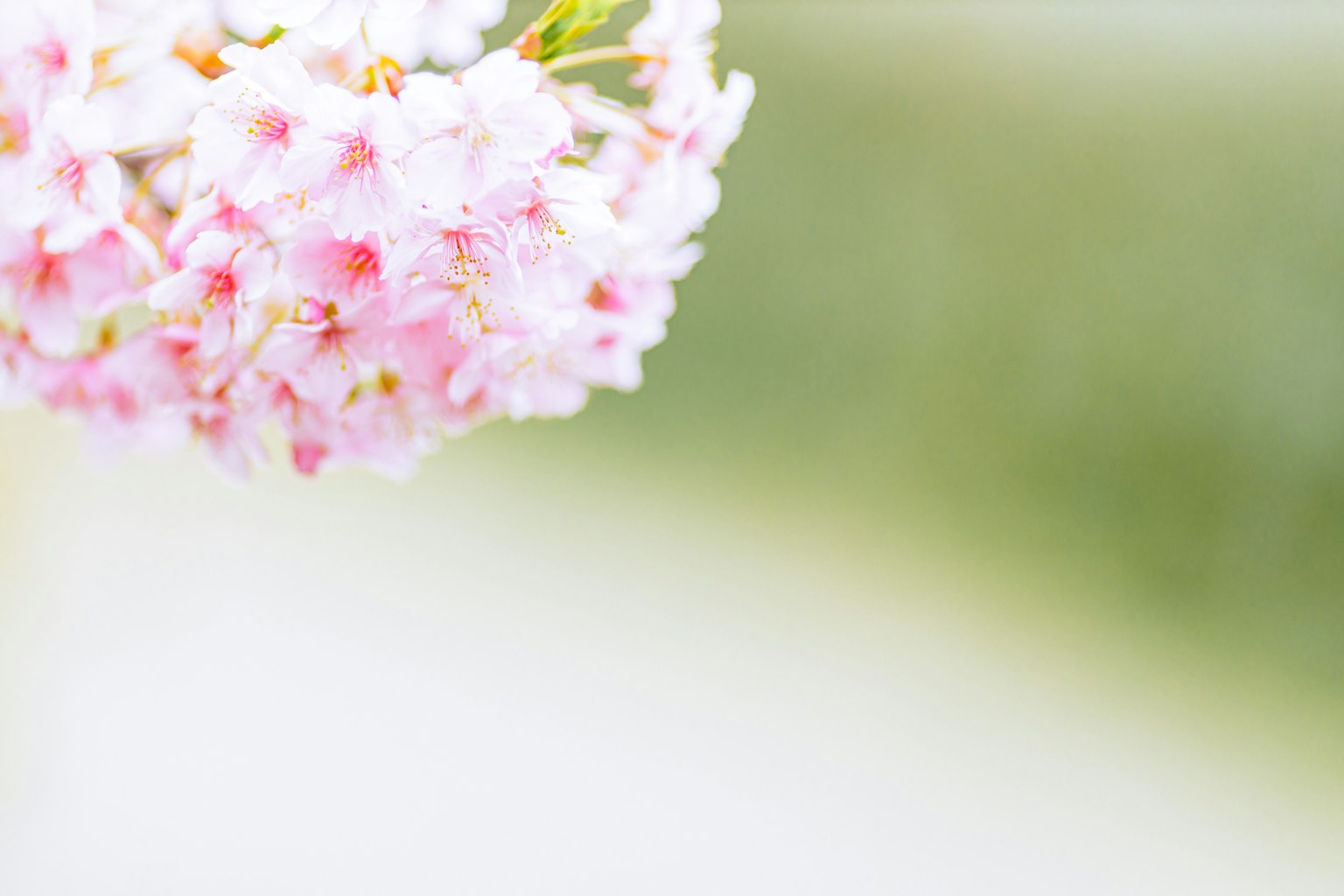 柔和的粉色櫻花花束